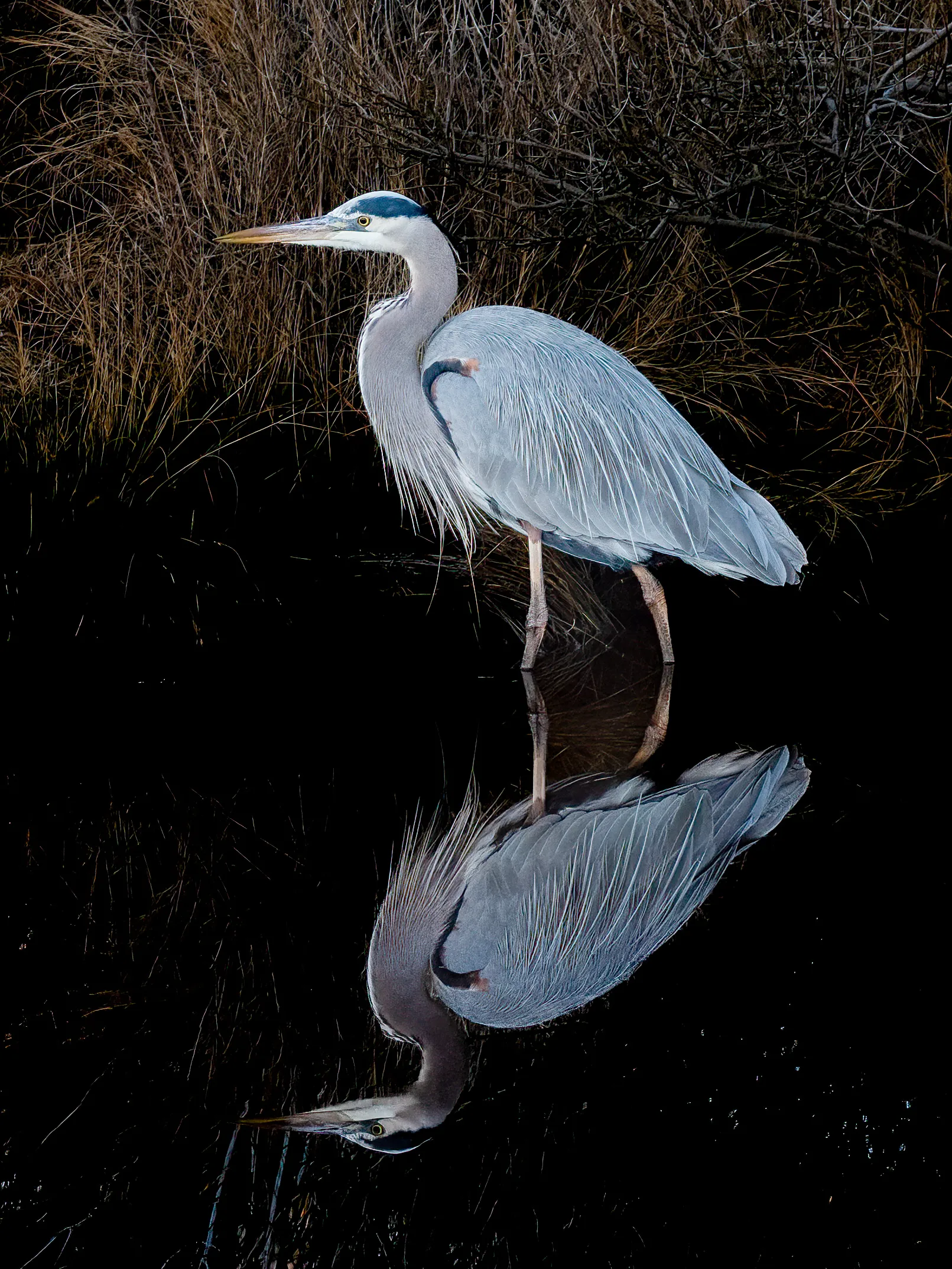 A great blue heron standing in still, dark water at the edge of dry marsh grass, its reflection mirrored perfectly below