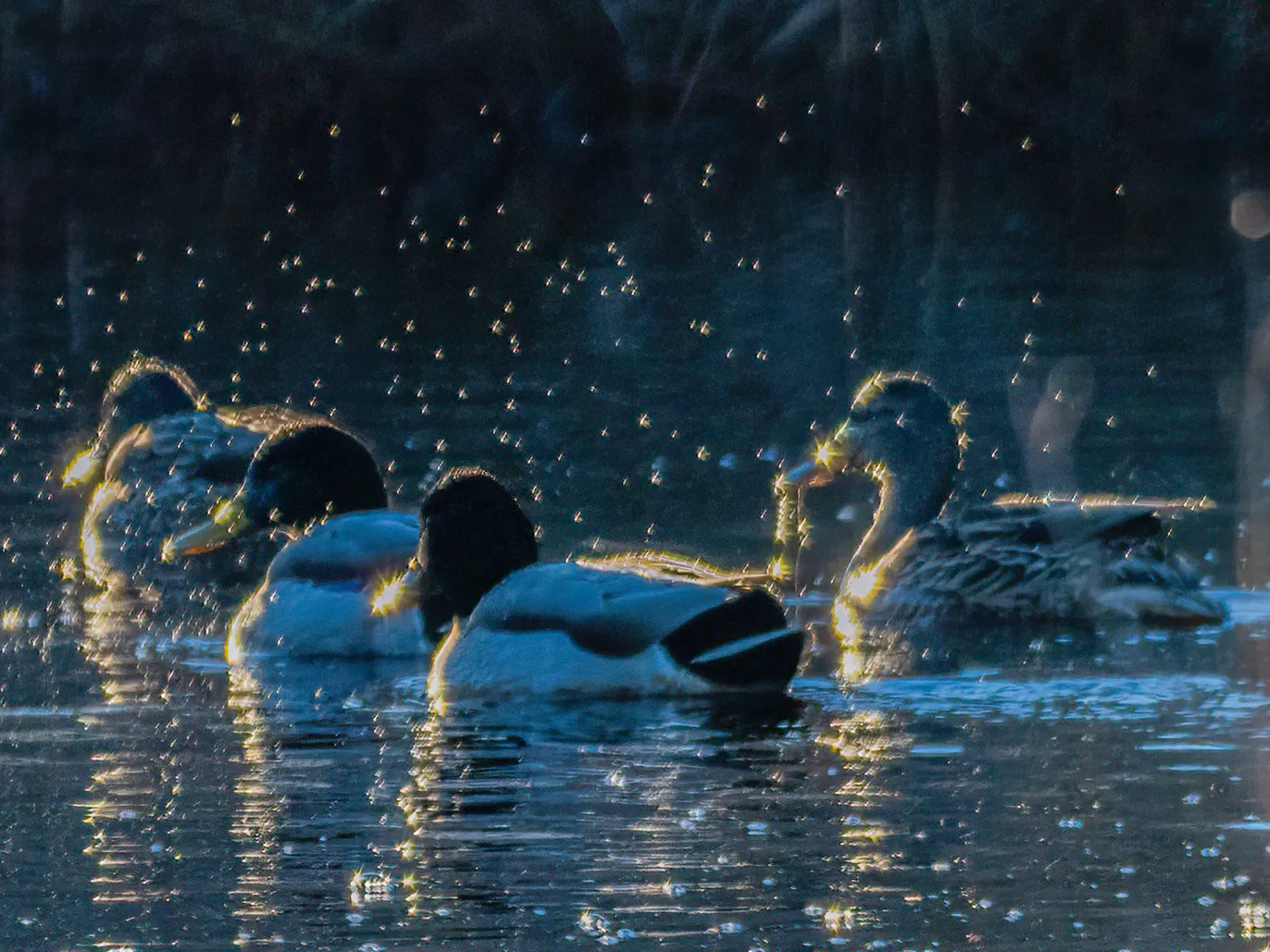 A small group of northern pintail ducks swimming through backlit water, droplets shimmering off their bills and feathers