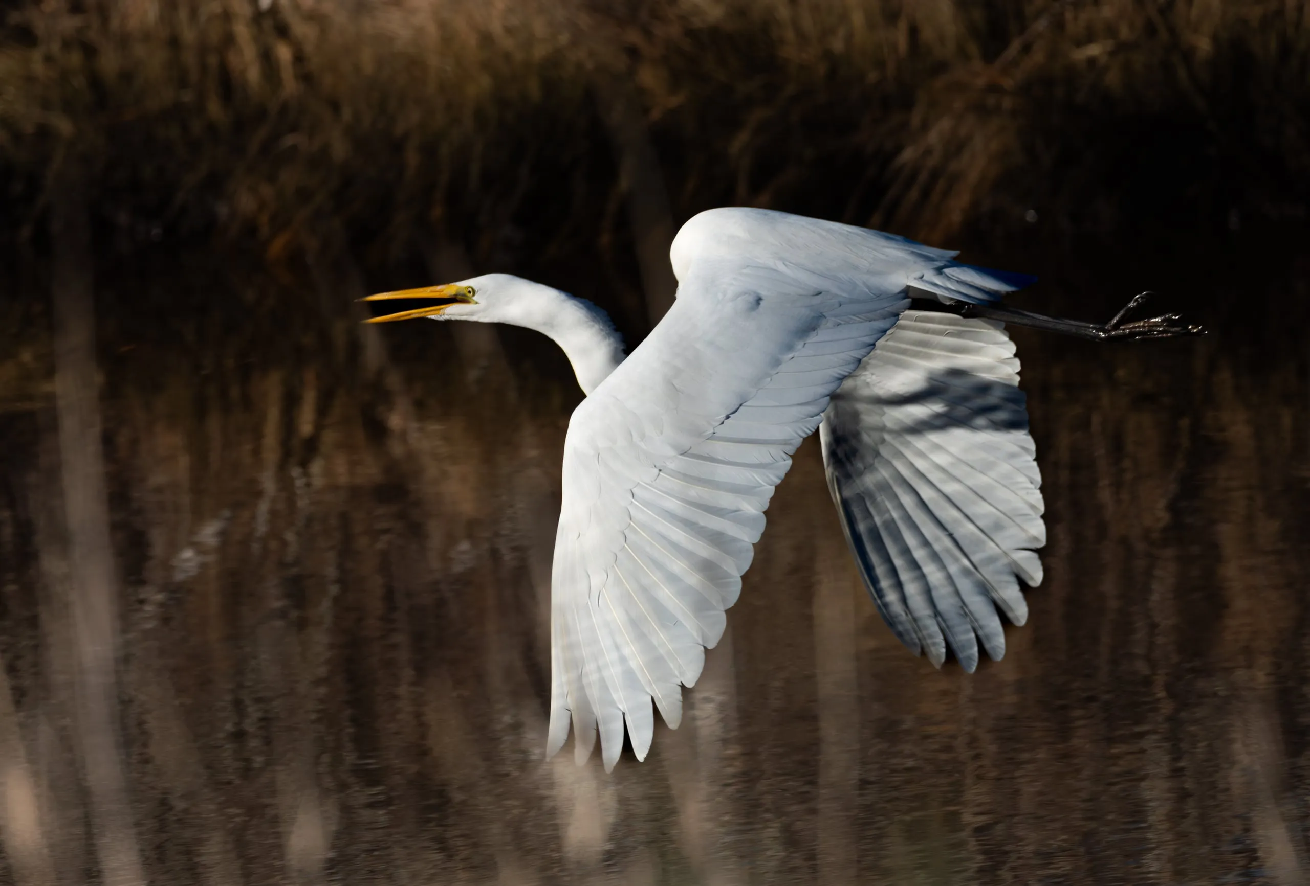 A great egret in flight low over dark marsh water, bill open mid-call, wings fully extended