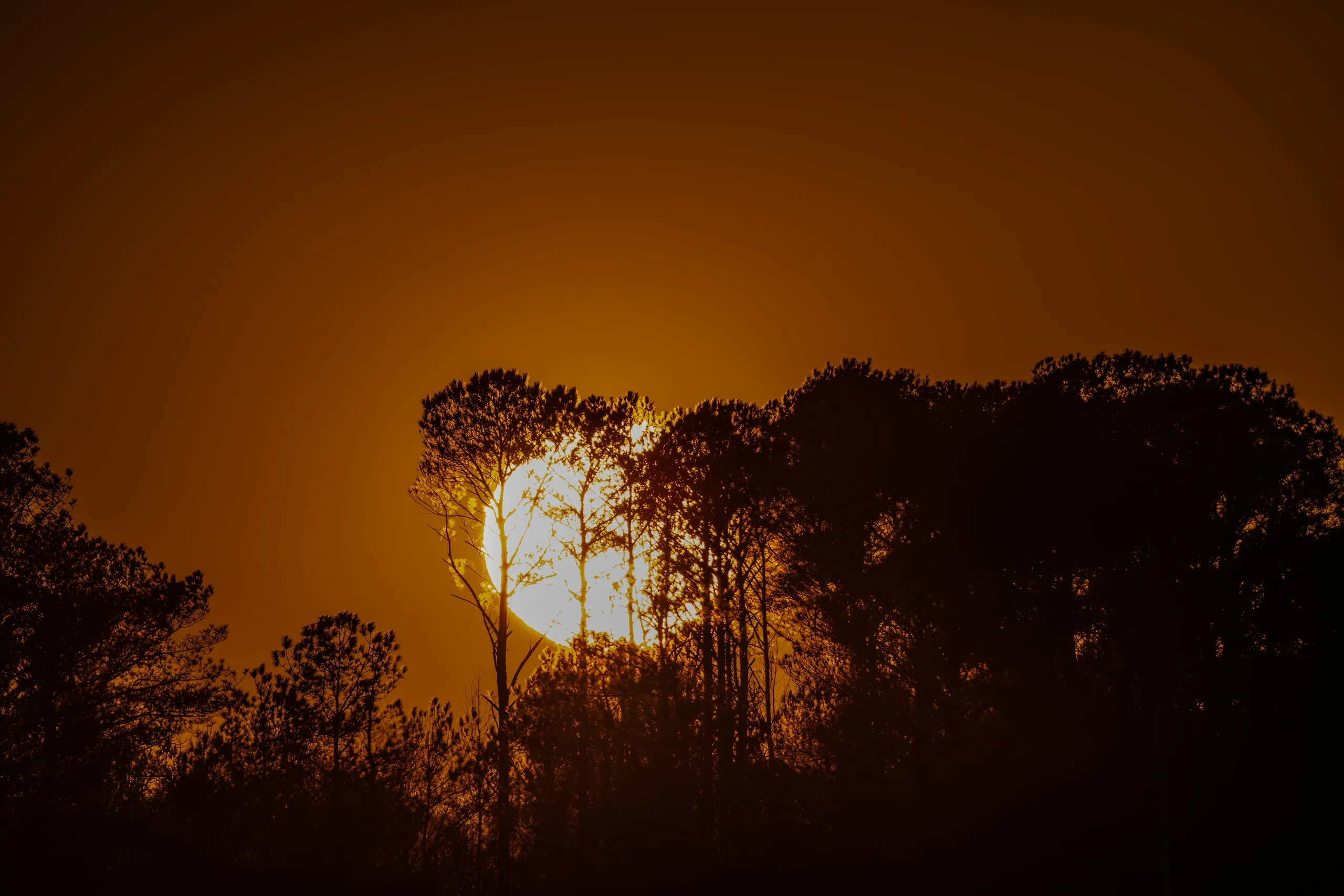 The setting sun glowing orange behind a silhouetted treeline of maritime pines