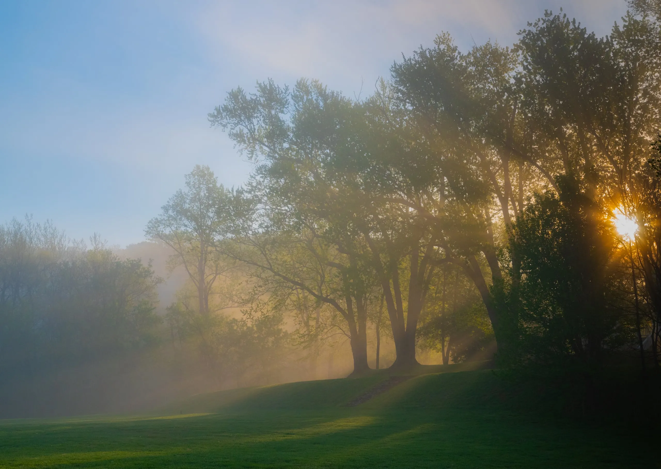 The sun rising through a treeline over a misty riverside meadow, low light raking across the grass