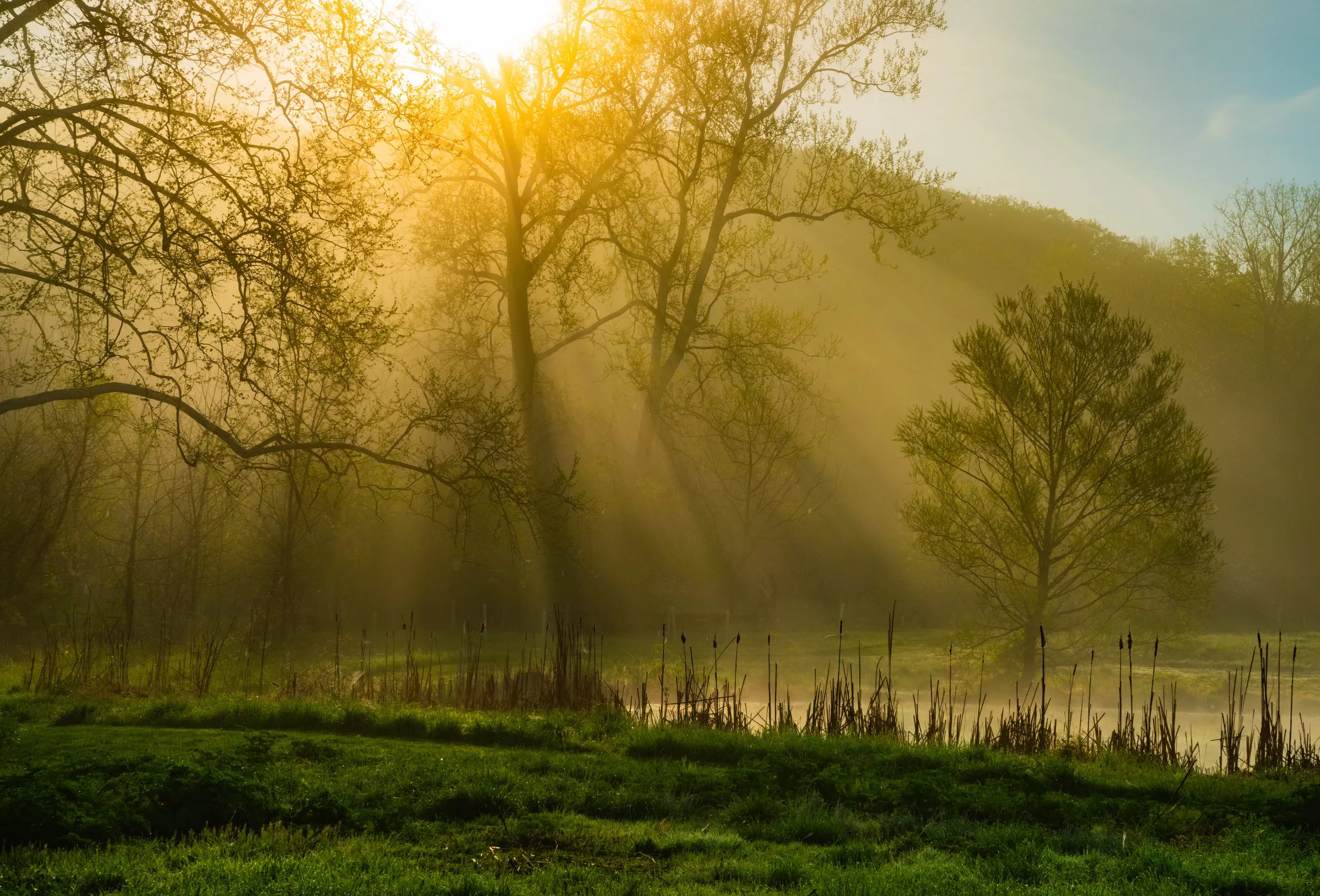 Morning sun breaking through trees and mist over a cattail marsh along the Shenandoah River