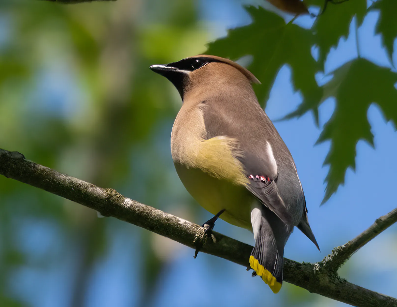 A cedar waxwing perched in a maple tree, showing its crest, black mask, and the waxy red tips on its wing feathers
