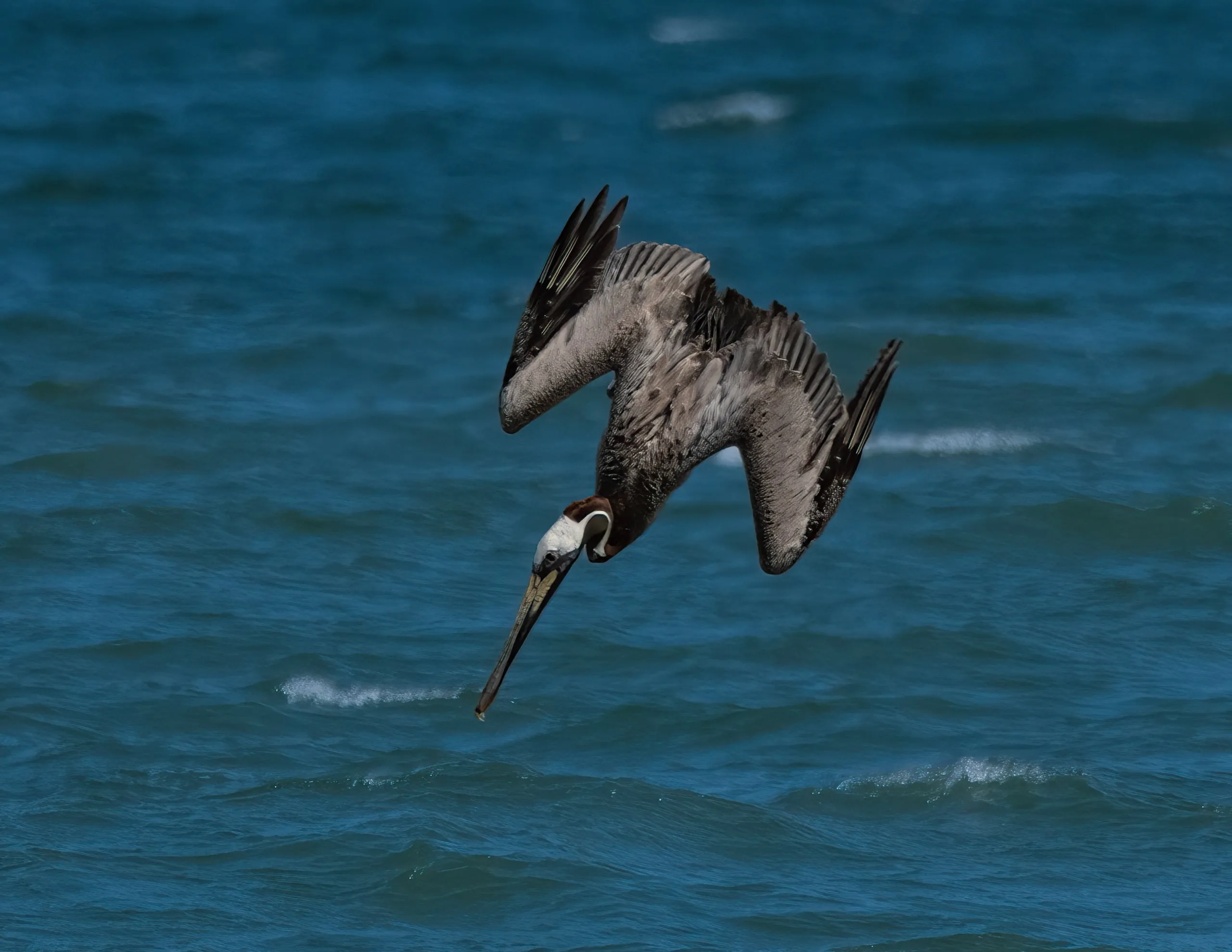 A brown pelican mid-dive, angled steeply headfirst toward the ocean surface with wings folded back