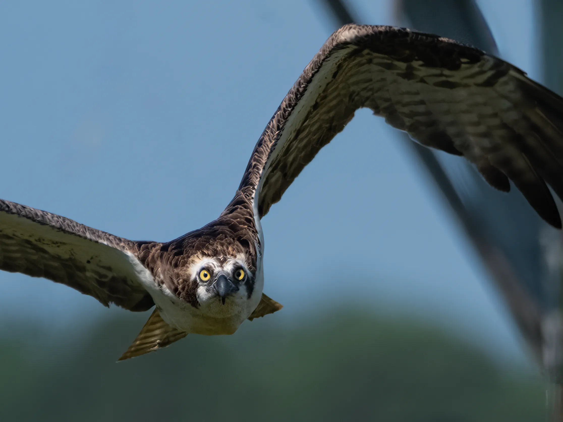 An osprey flying directly toward the camera at close range, wide yellow eyes fixed forward, wings spread wide