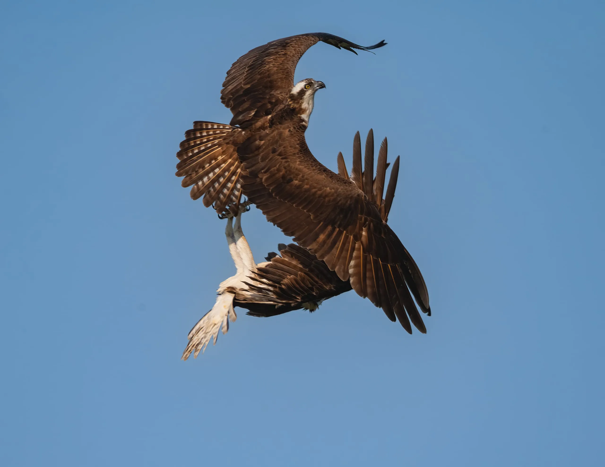 An osprey banking sharply overhead, wings bent into a steep curve against a clear blue sky
