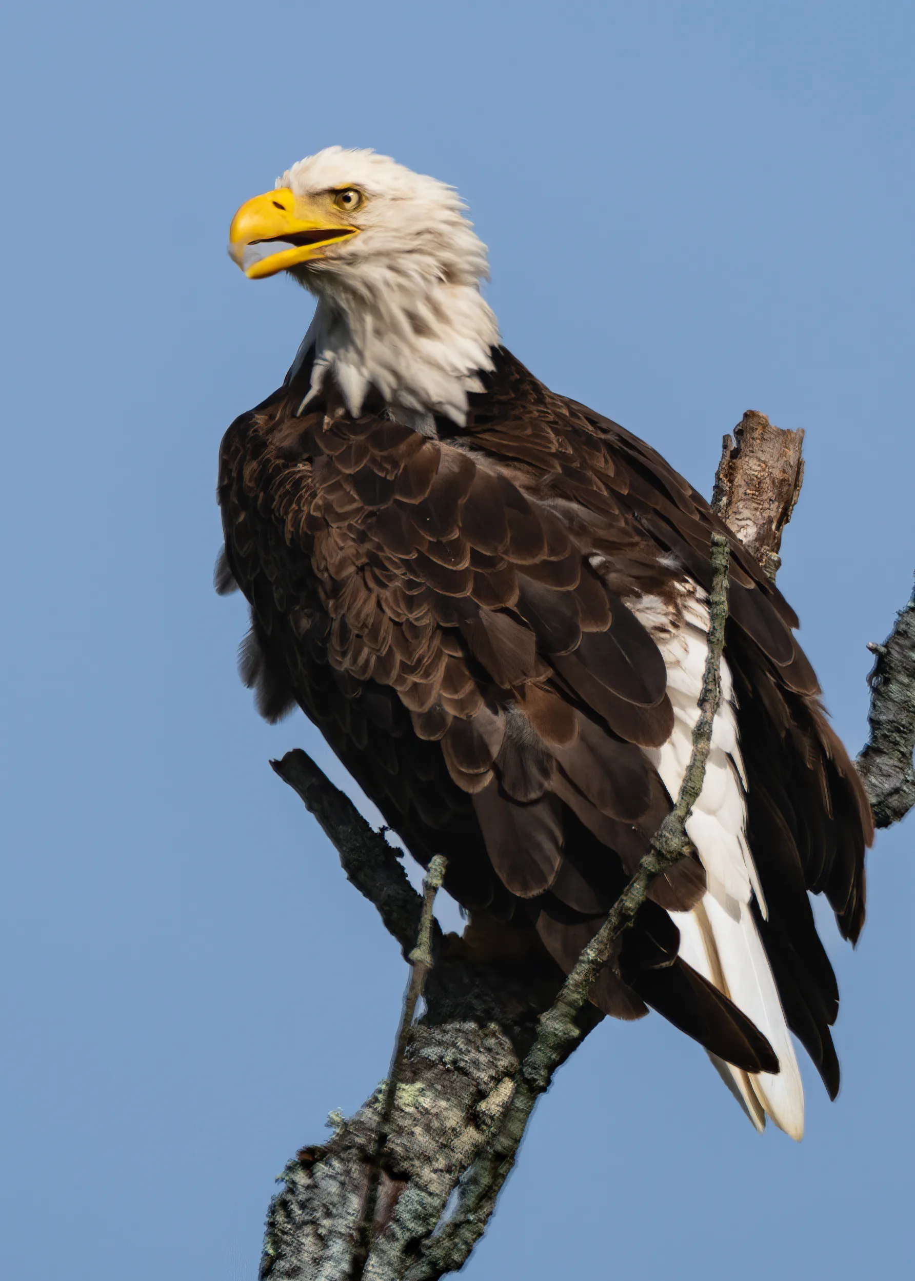 A bald eagle perched on a dead branch against a clear blue sky, looking off to the side