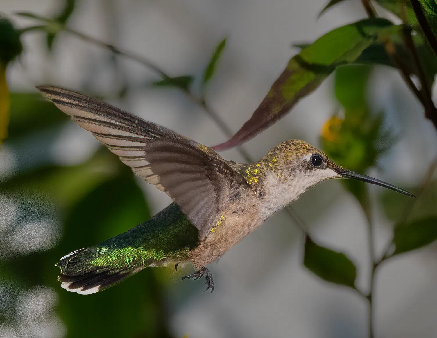 A hummingbird hovering with wings spread and tail fanned, pollen dusting its head, in a backyard garden