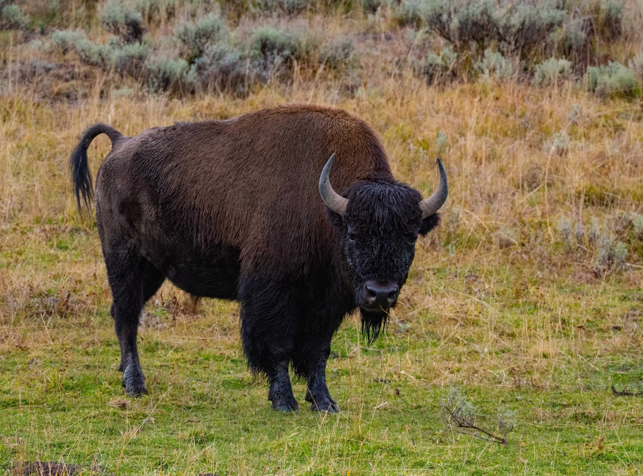 A large bull bison standing in golden fall grass, facing the camera with grass caught in its beard