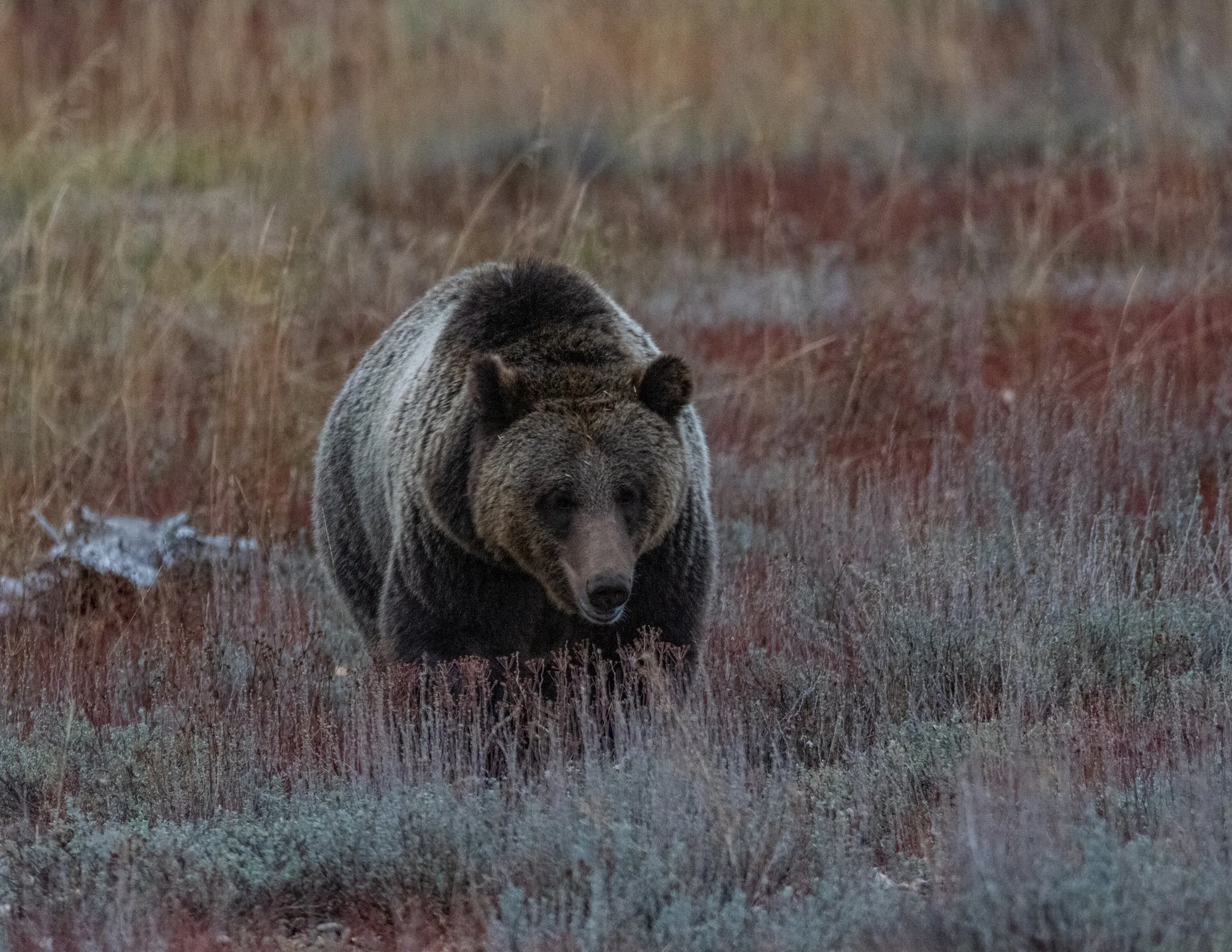 A grizzly bear walking straight toward the camera through sagebrush flats at dusk, head low