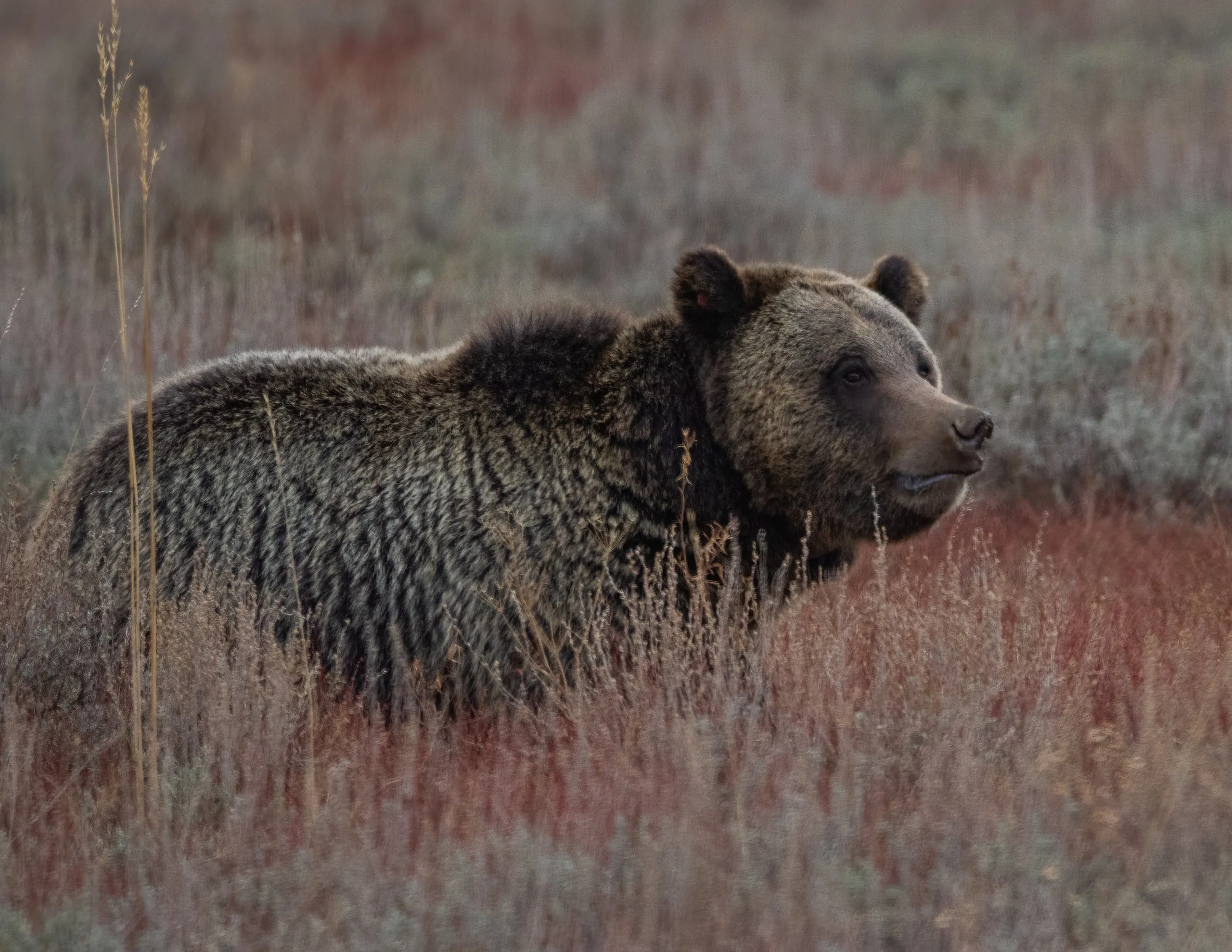 A grizzly bear in profile among tall grass and sagebrush, distinctive shoulder hump visible