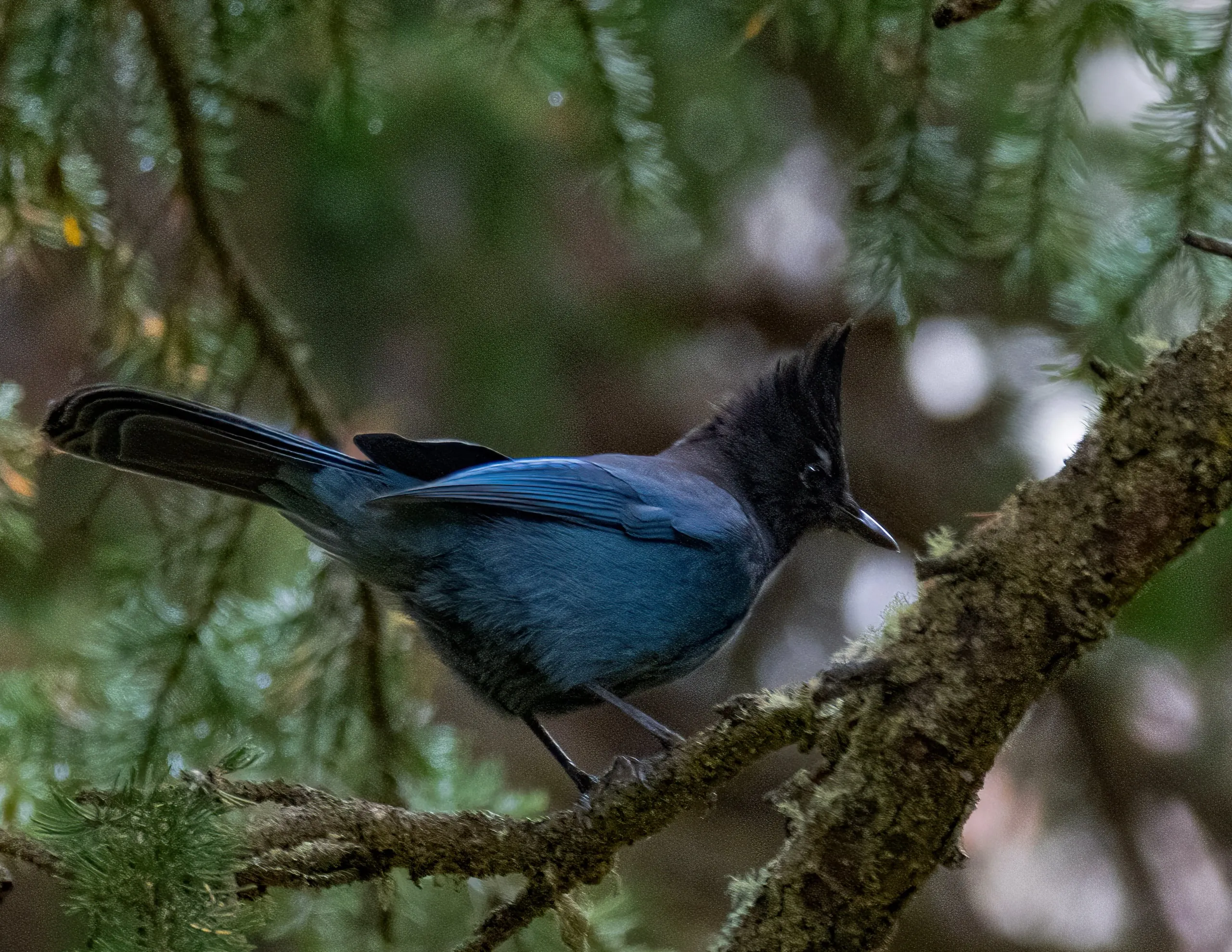 A Steller's jay with a tall black crest and deep blue body perched on a lichen-covered conifer branch