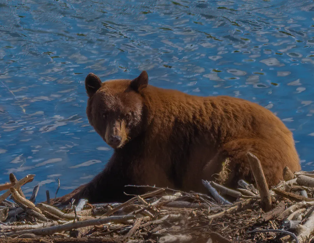 A cinnamon-colored black bear resting among driftwood at the edge of a blue lake
