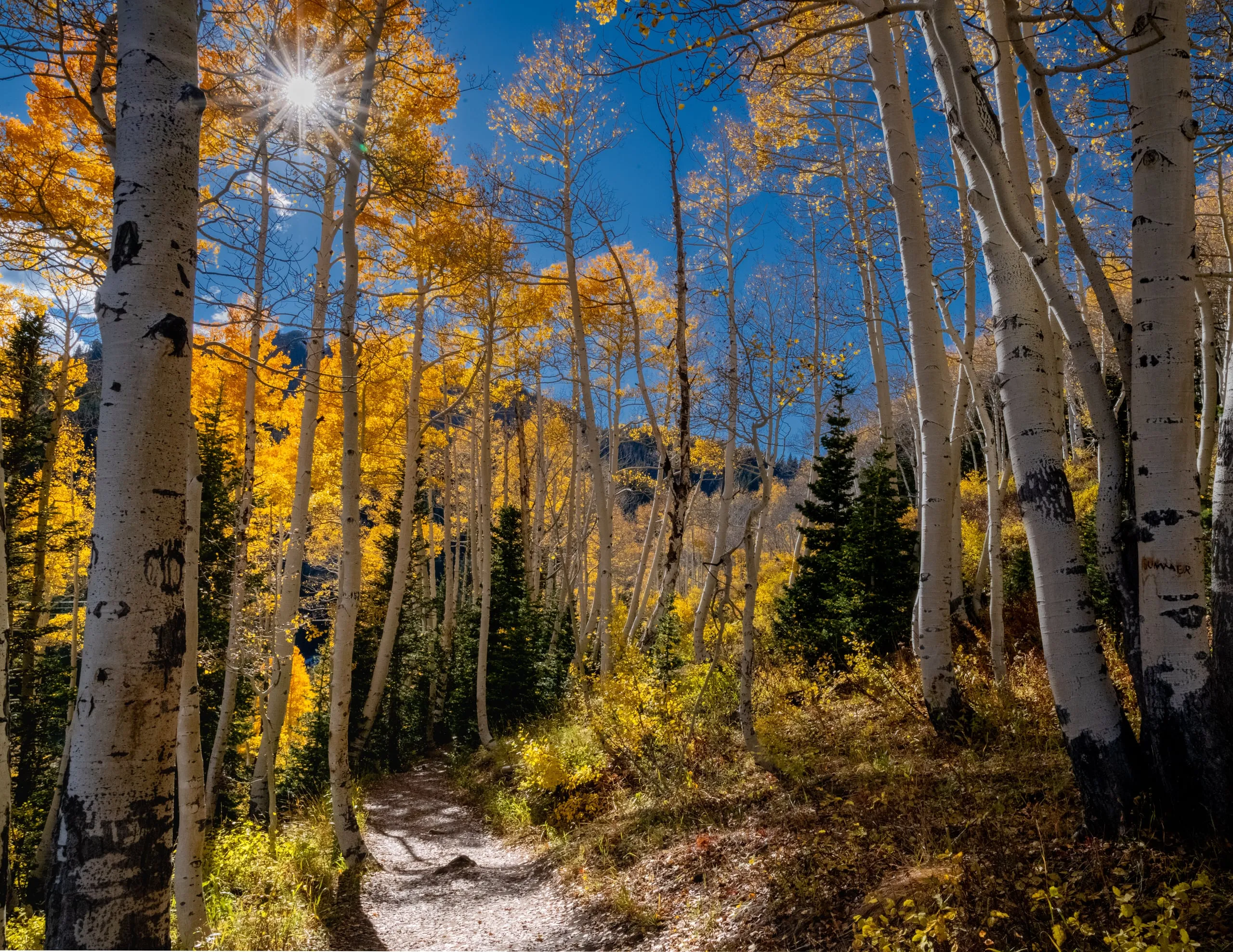 A dirt trail winding through a grove of aspens in full gold fall color, sun starbursting through the canopy