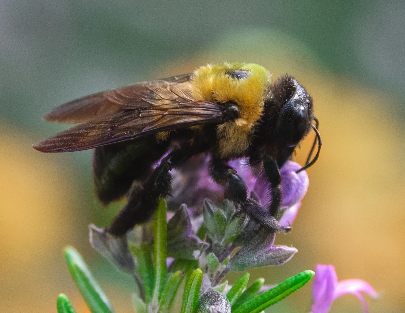 A carpenter bee with a shiny black abdomen and fuzzy yellow thorax perched on a lavender bloom