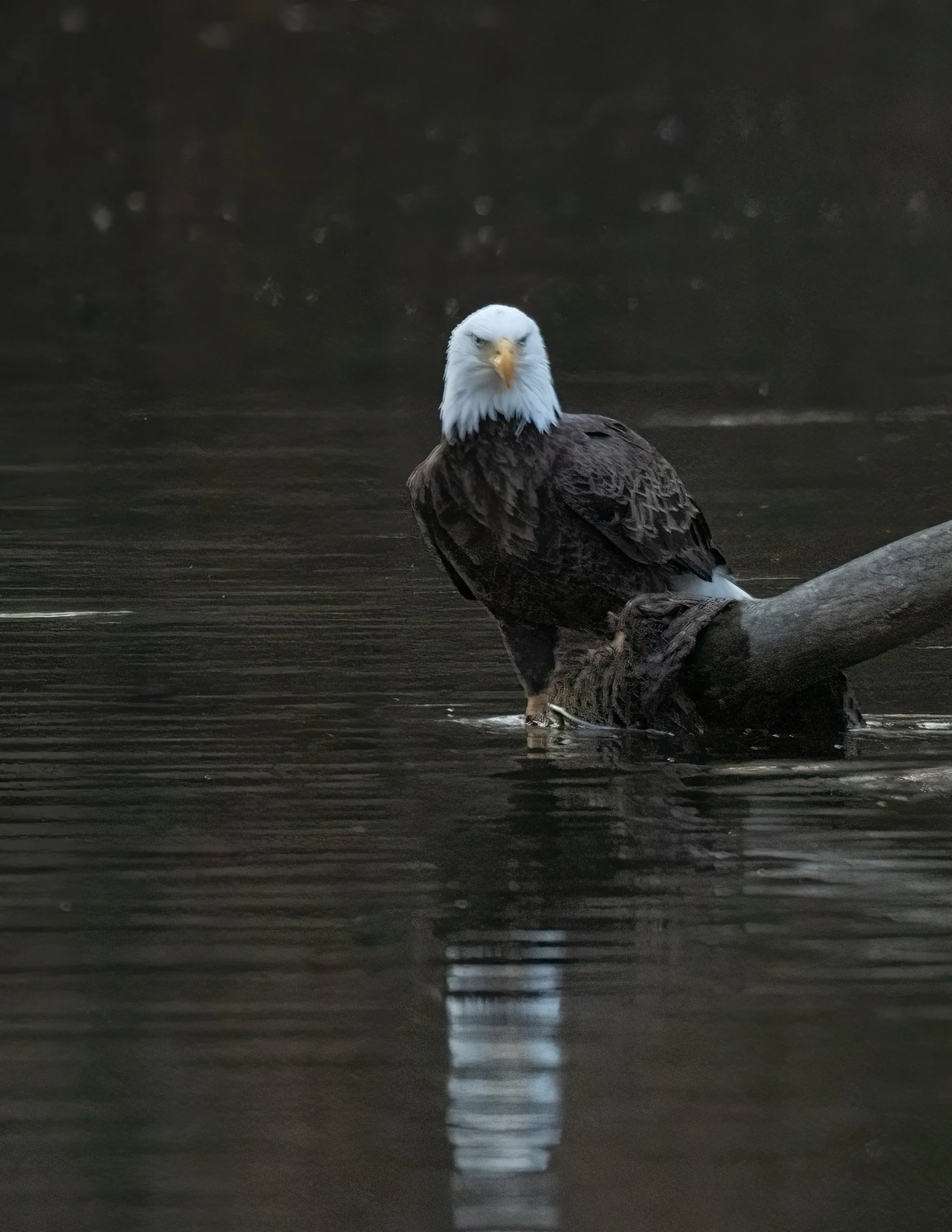 A bald eagle standing on a fallen log in dark, still river water, its reflection visible below