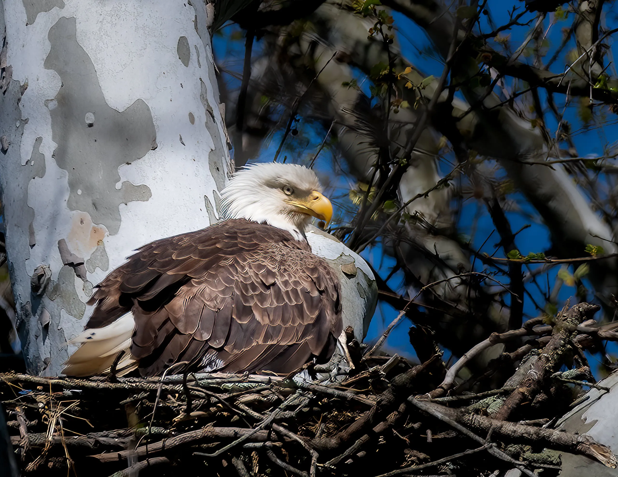 A bald eagle resting low in a large stick nest built high in a sycamore, tucked in among the branches