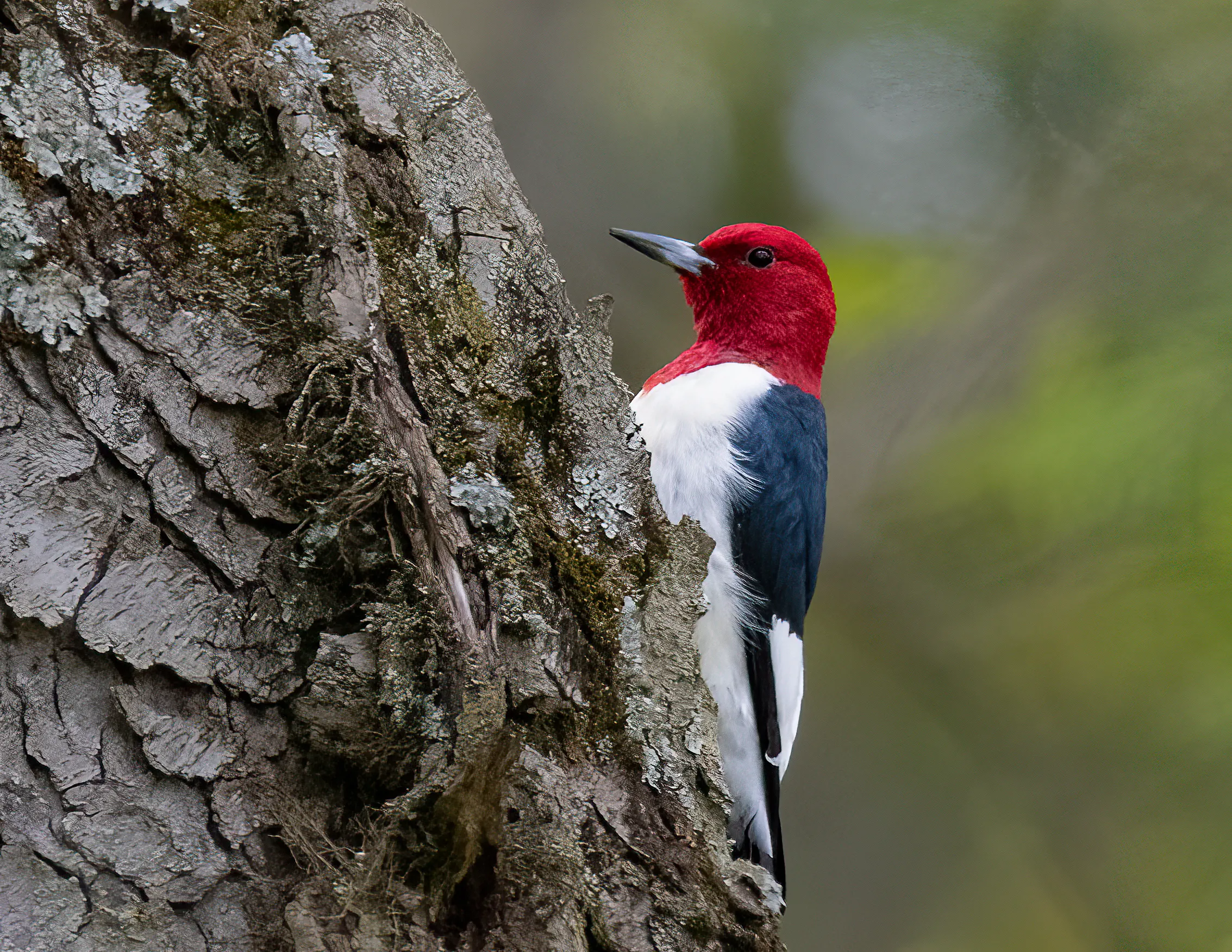 A red-headed woodpecker clinging to a lichen-covered tree trunk, its solid crimson head and bold black-and-white plumage in profile