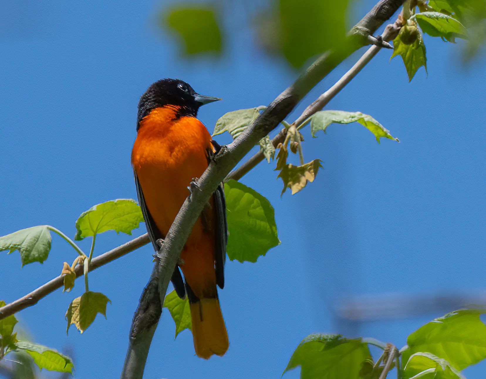 A male Baltimore oriole with a black hood and brilliant orange body perched among new spring leaves against a blue sky