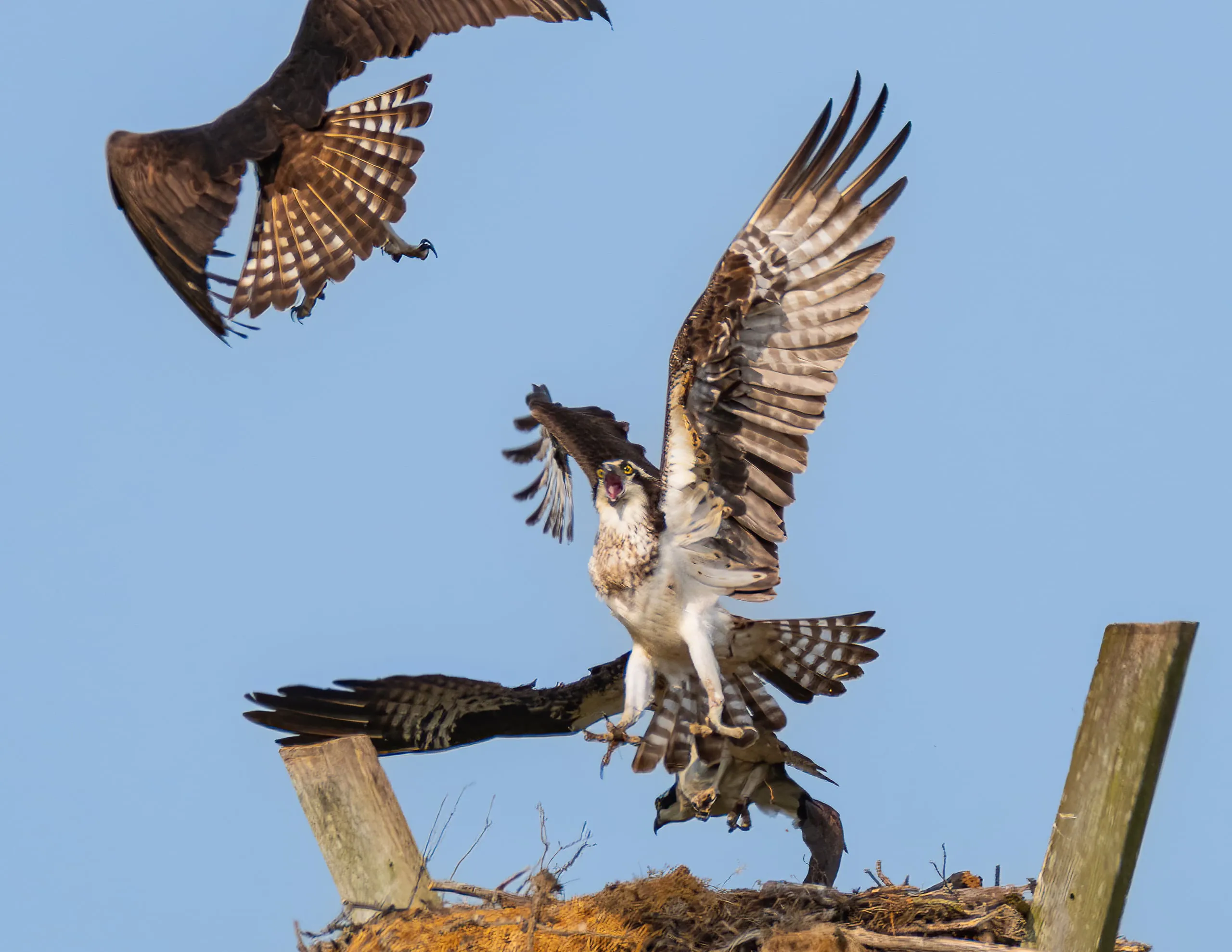 An osprey defending its nest, wings spread and calling, as another raptor flies off close overhead