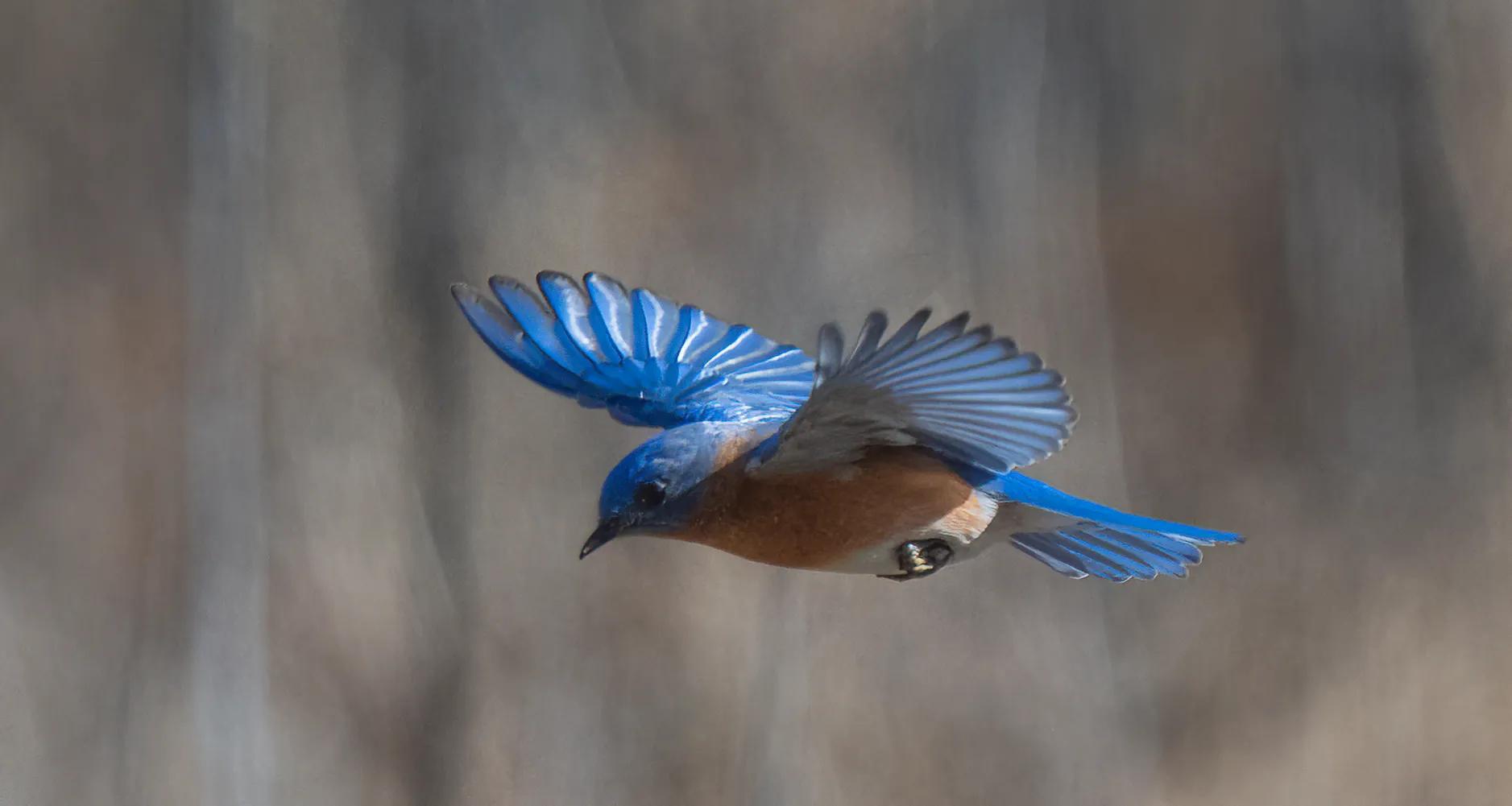 A male eastern bluebird banking in flight, wings fully spread against a soft brown winter background