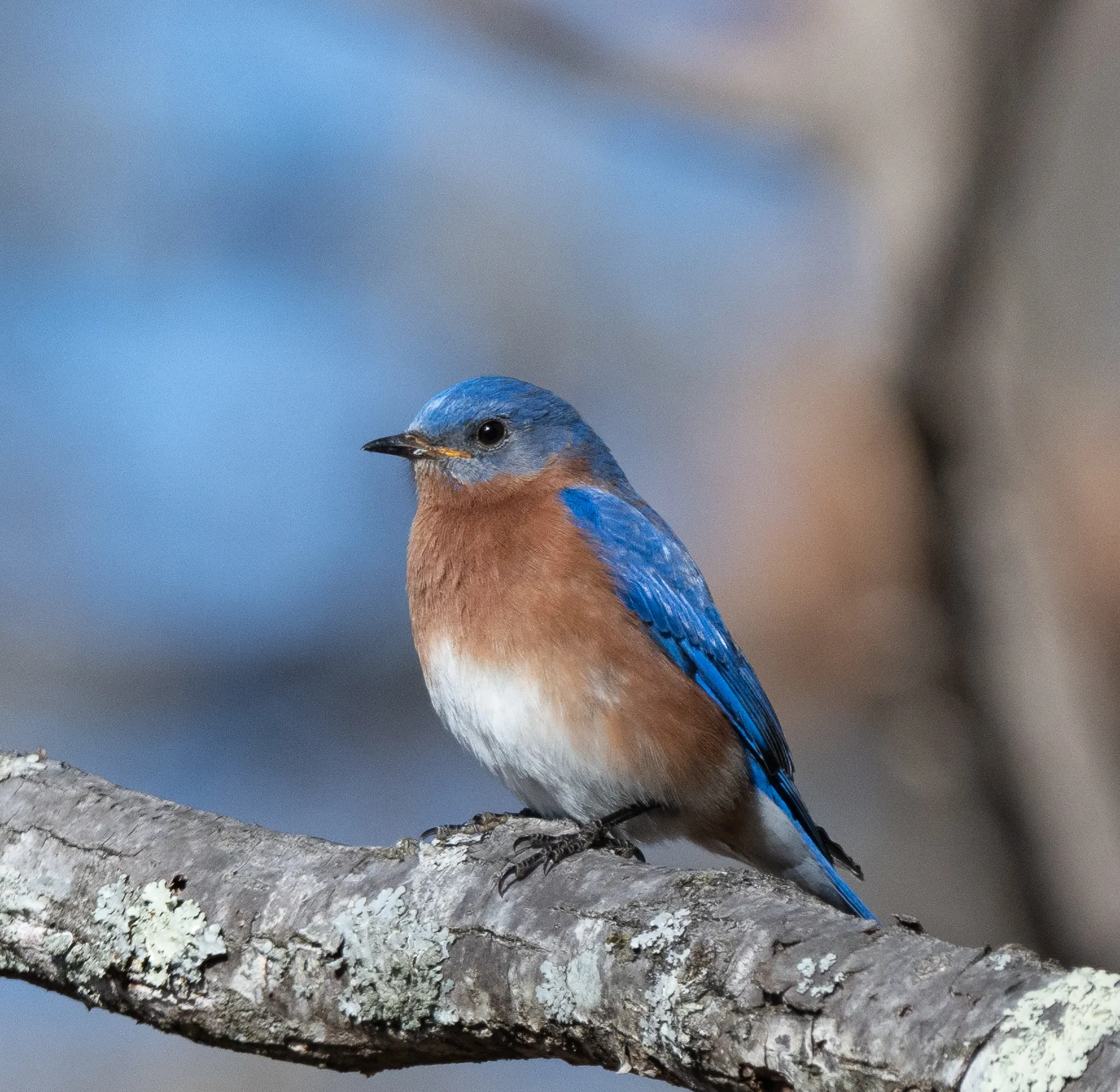 A male eastern bluebird perched on a lichen-covered branch, its blue back and rust-orange breast lit by winter sun
