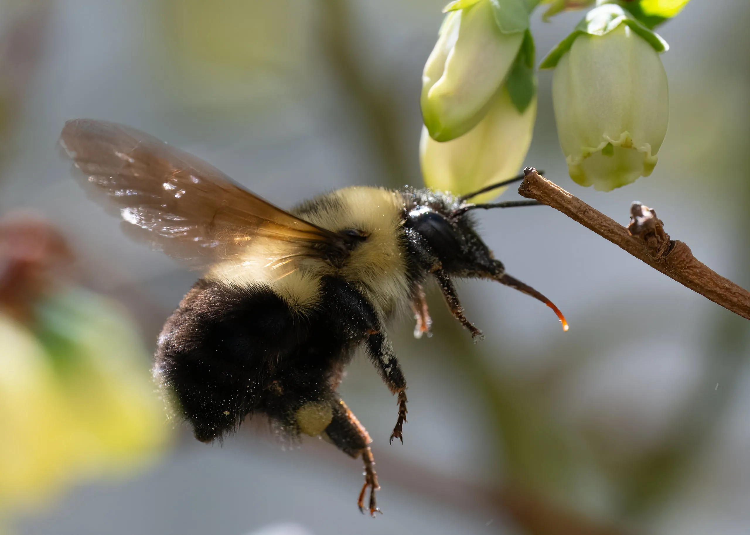 A common eastern bumblebee in flight at blueberry blossoms, tongue extended and a pollen basket loaded on its leg