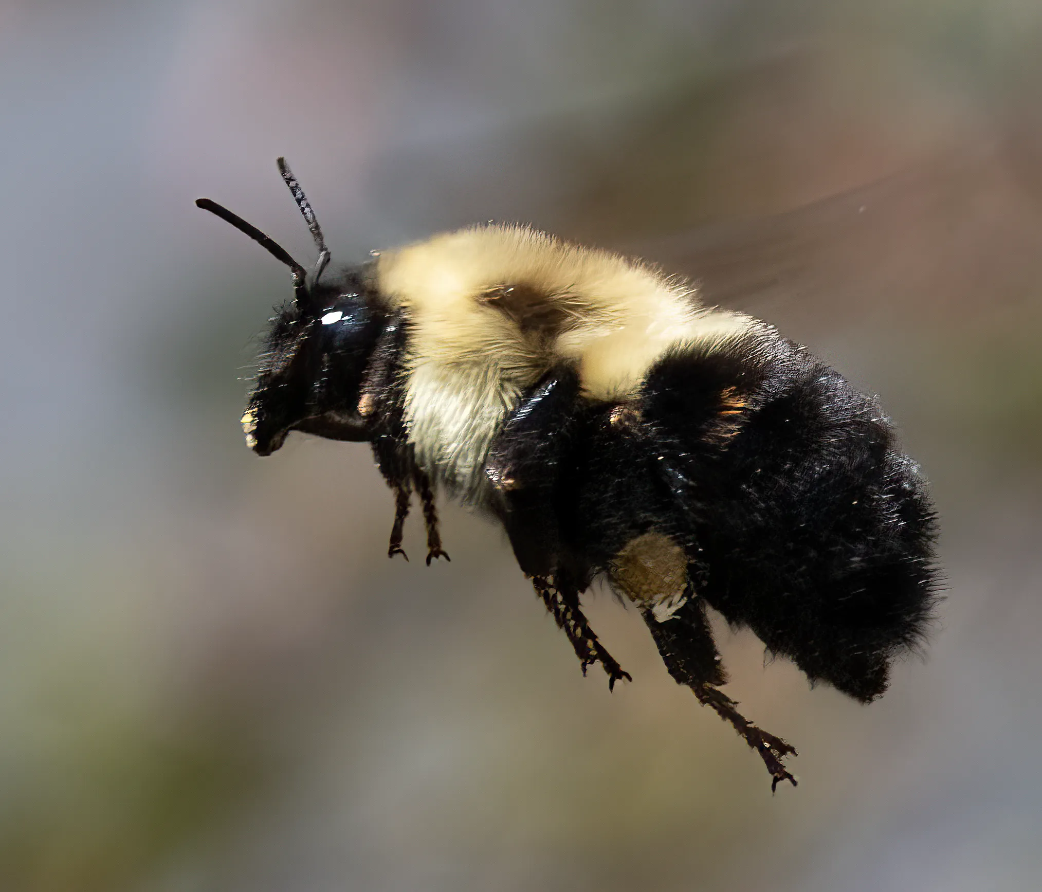 A common eastern bumblebee in flight, banded abdomen and loaded pollen basket visible against a soft background