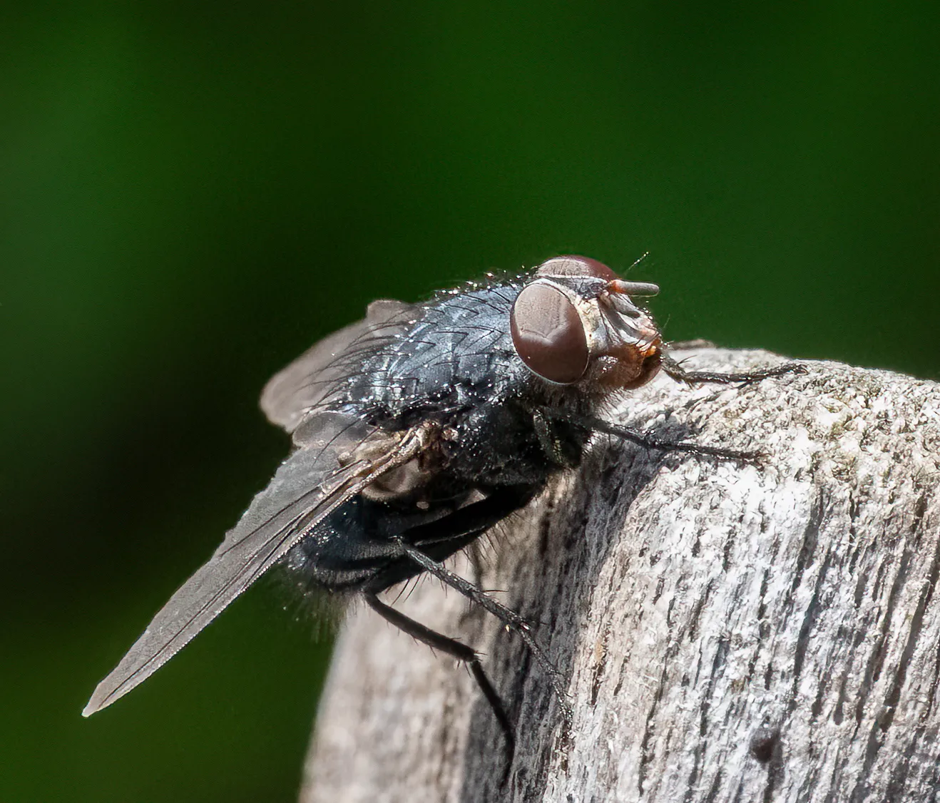 A fly with large compound eyes and translucent wings perched on a weathered wooden fence post