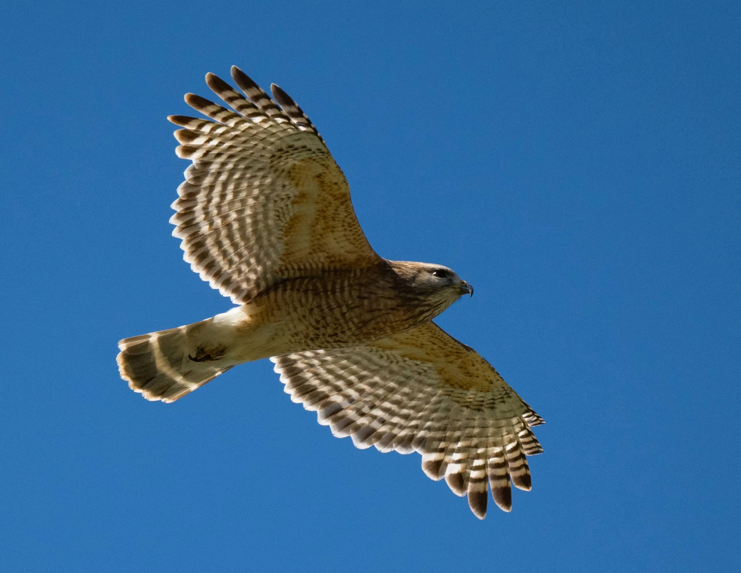 A red-shouldered hawk in flight against a clear blue sky, wings and tail fully spread, banded flight feathers backlit