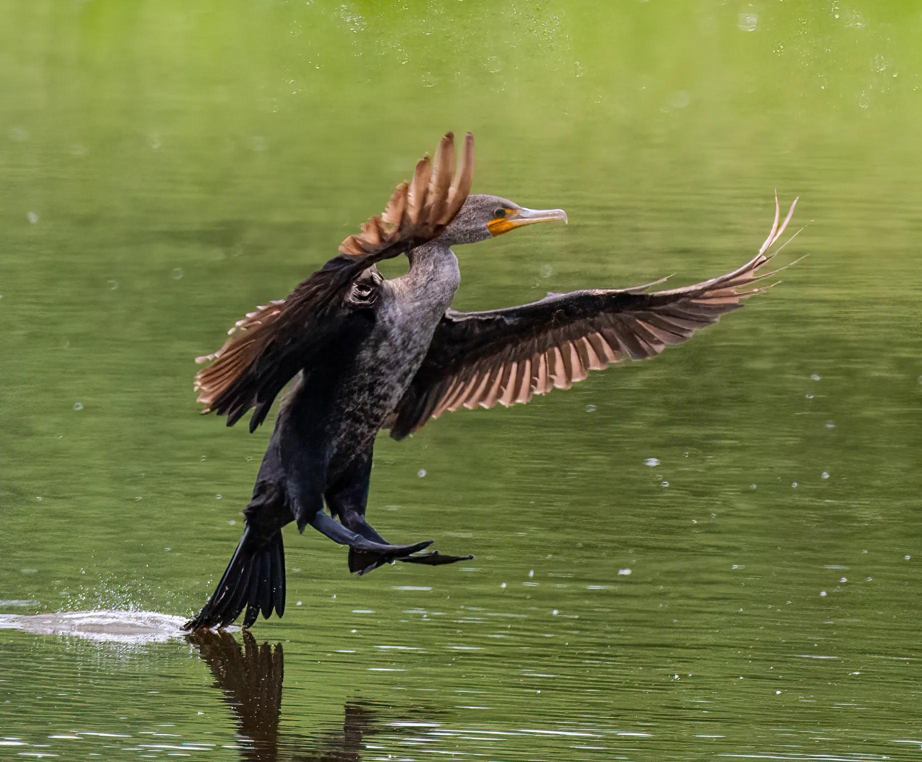 A double-crested cormorant taking flight off the lake surface, wings spread and feet trailing on the water