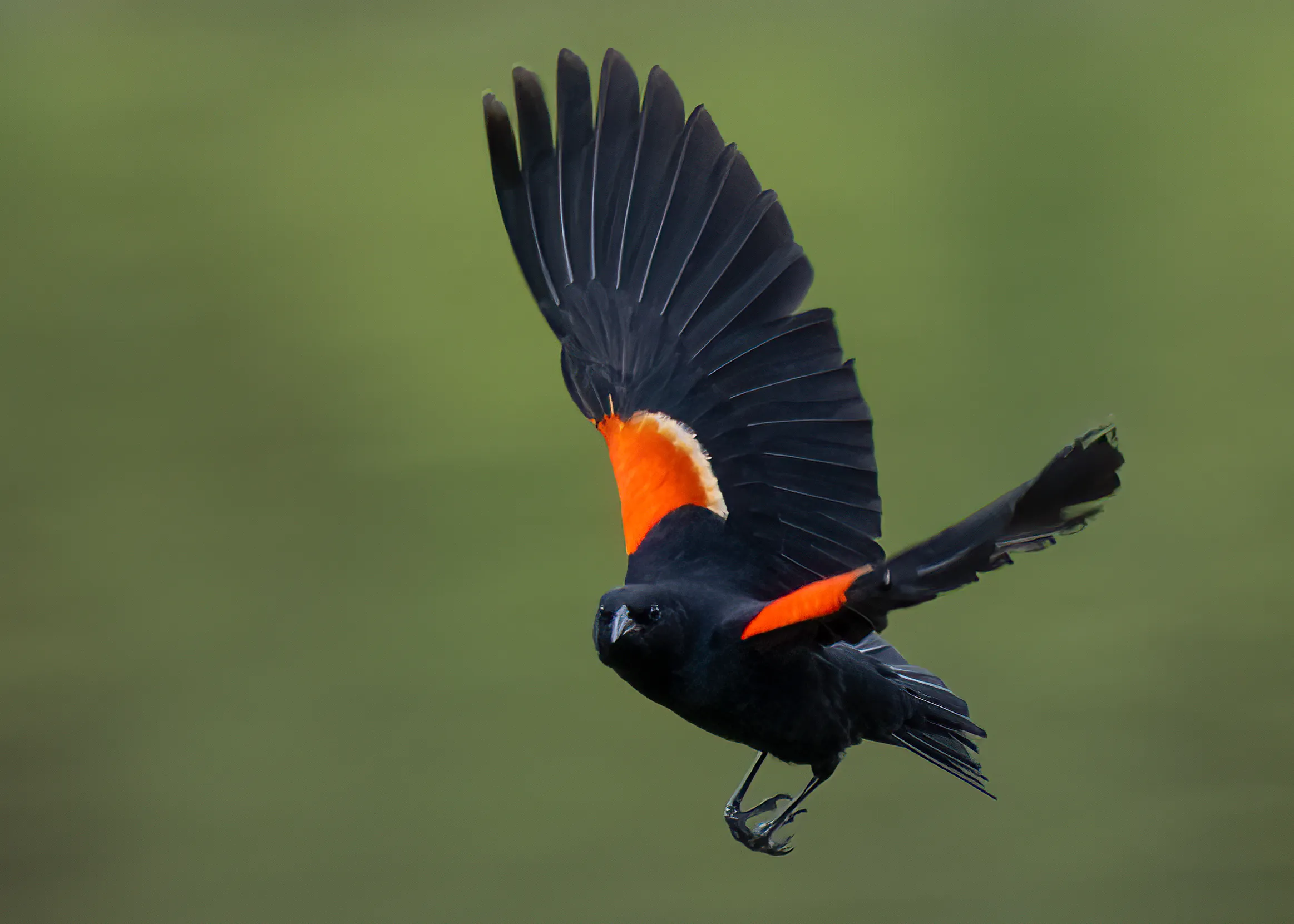 A male red-winged blackbird in flight, fully displaying its bright red-and-yellow shoulder patch against a green background
