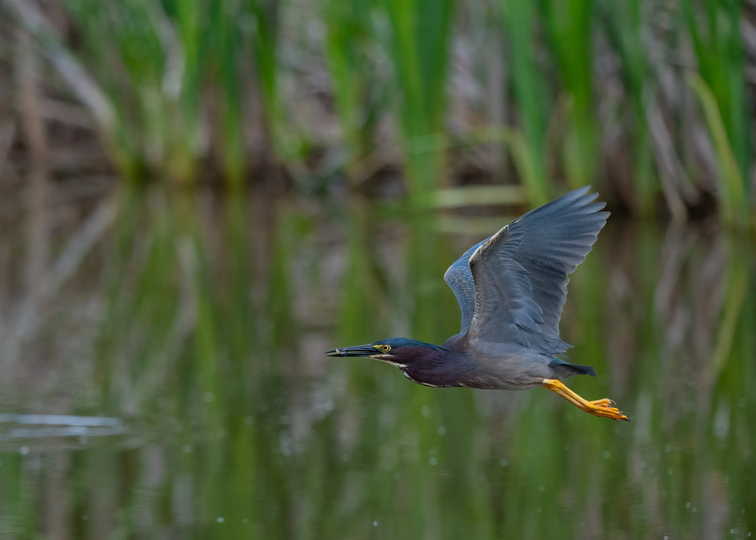 A green heron flying low over still water in front of a wall of reeds, legs trailing behind