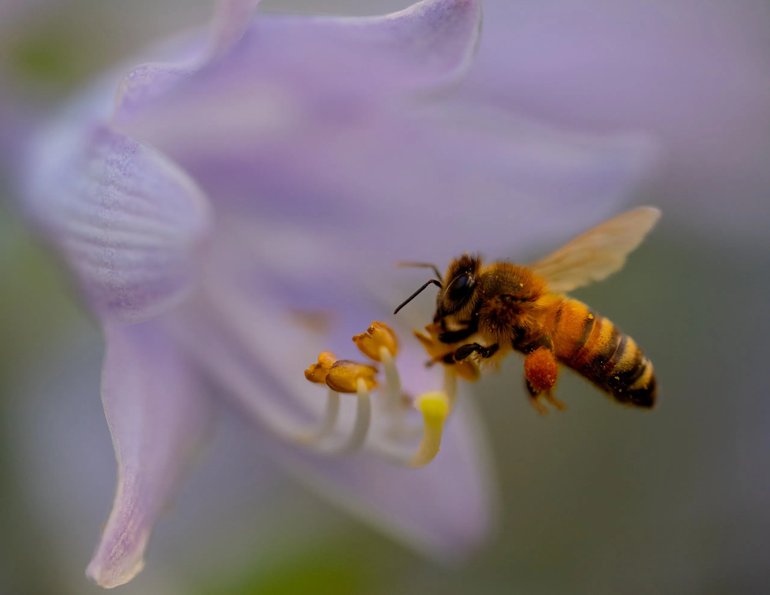 A honey bee in flight at a purple hosta flower, pollen basket loaded, reaching toward the exposed stamens
