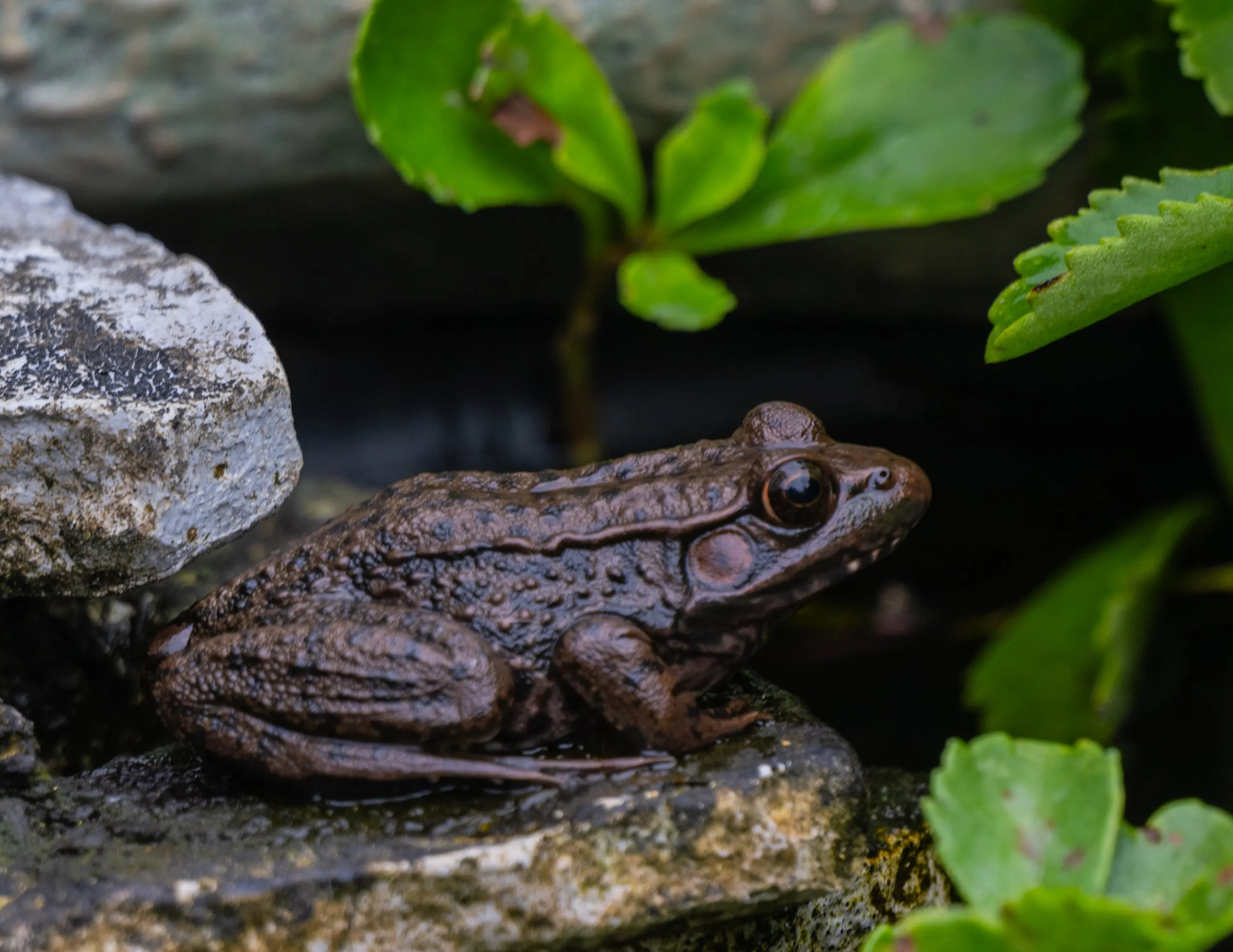 A green frog with a visible dorsolateral ridge perched on a rock at the edge of a garden pond