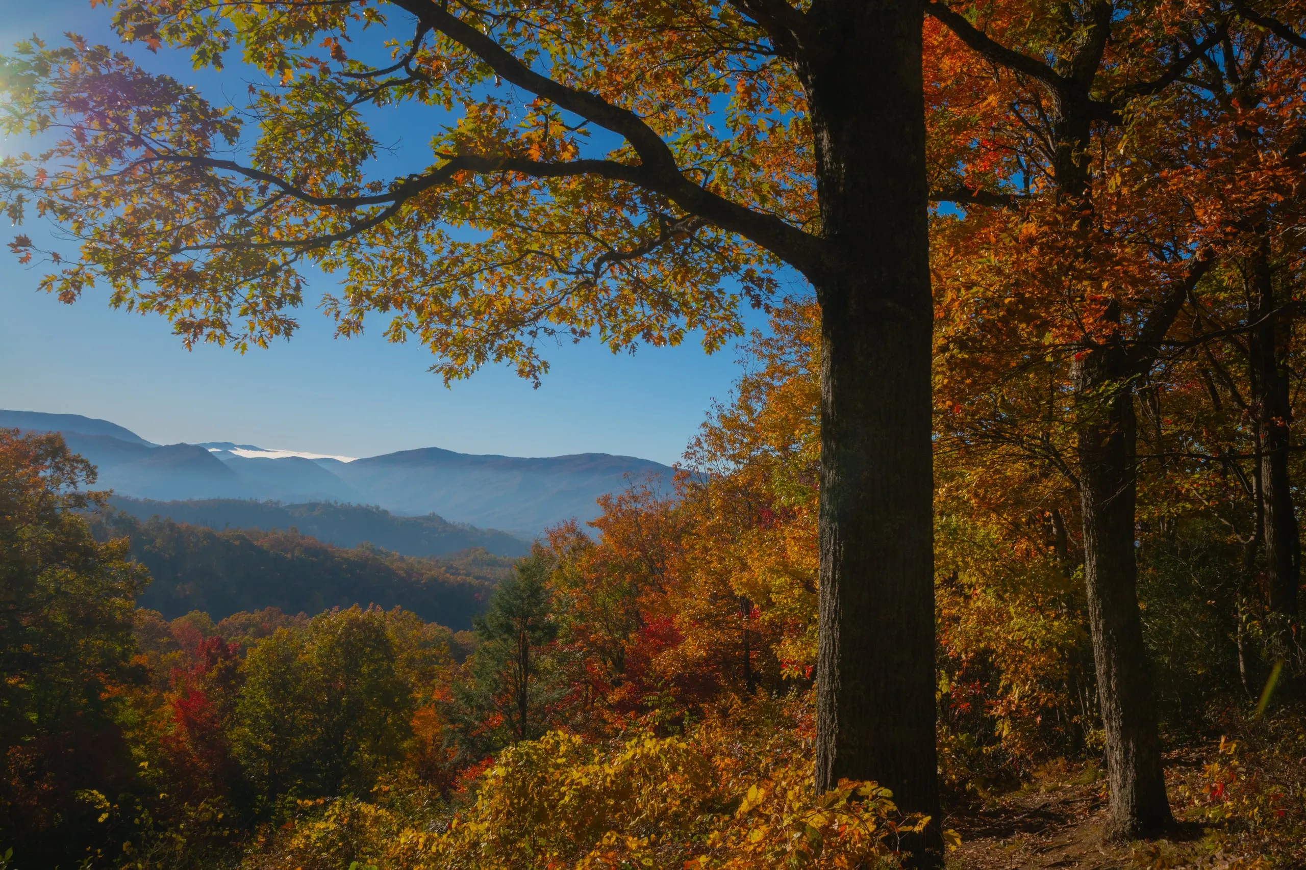 Layered blue mountain ridges seen through a frame of orange and gold fall foliage on a sunny overlook