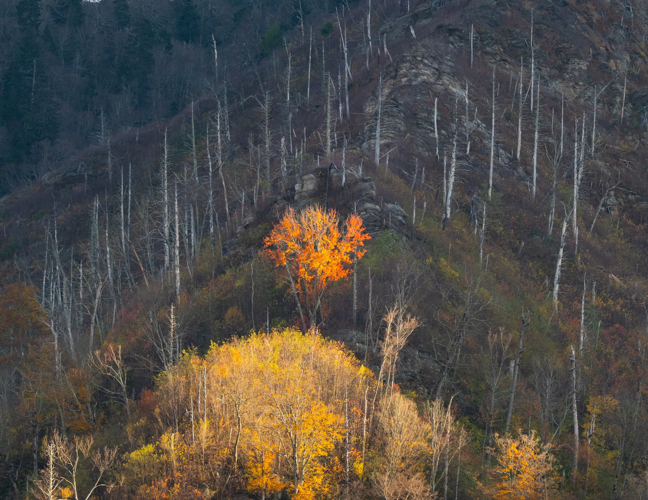 A single tree glowing bright orange amid mostly bare branches on a rocky, fire-scarred mountainside