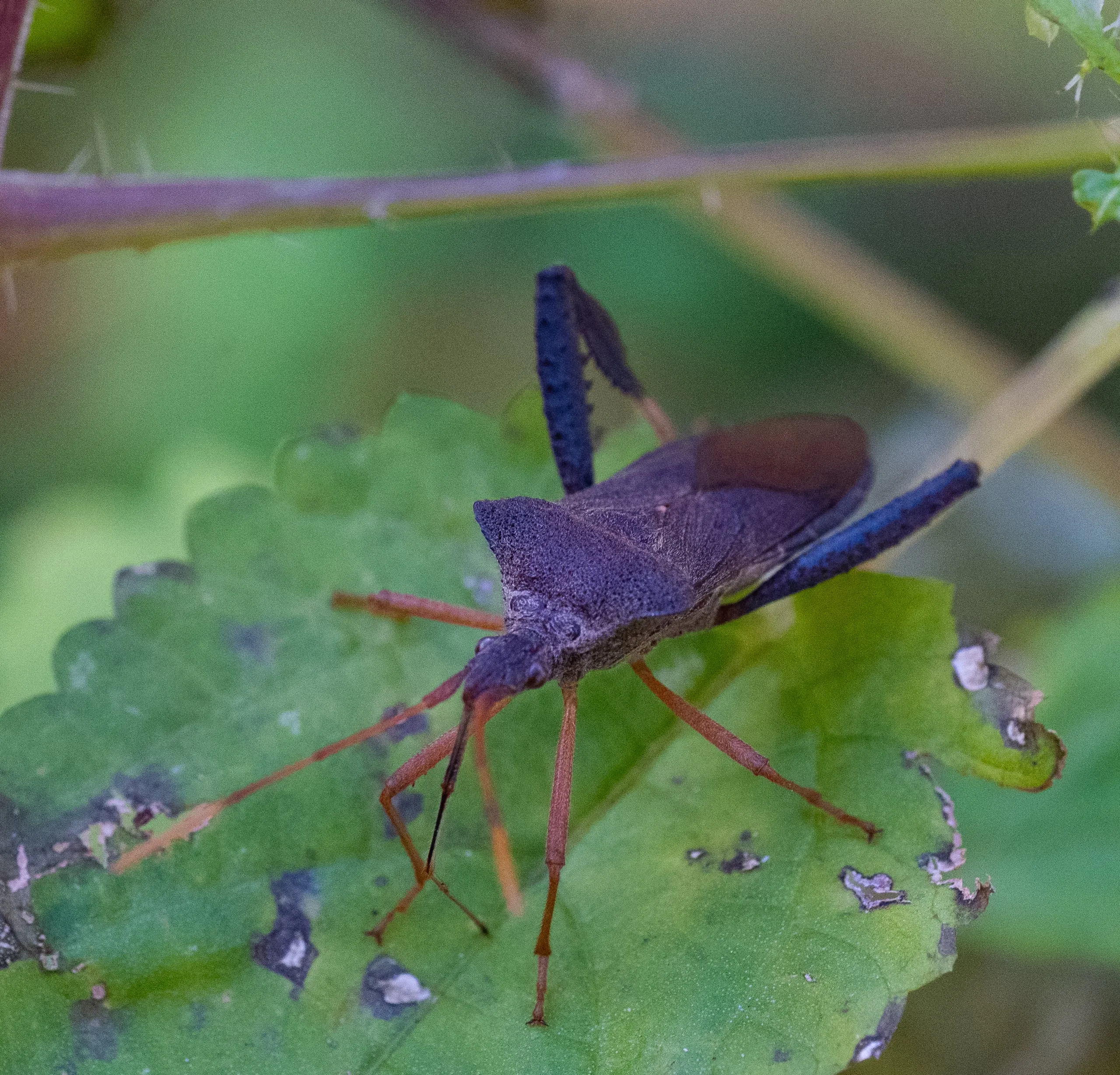 A leaf-footed bug with a triangular back and long orange legs perched on a chewed green leaf