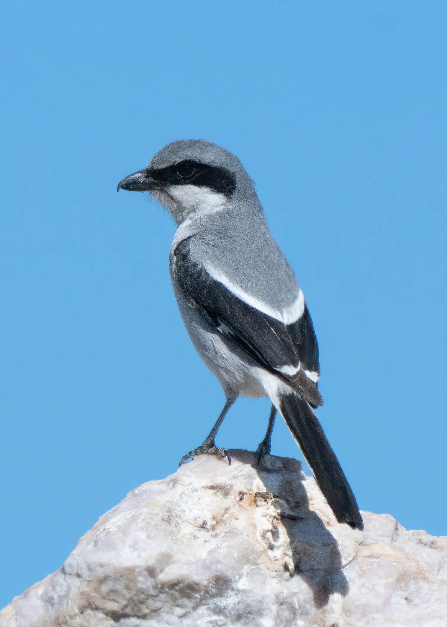 A loggerhead shrike with a black bandit mask perched on a pale rock outcrop against a clear blue sky