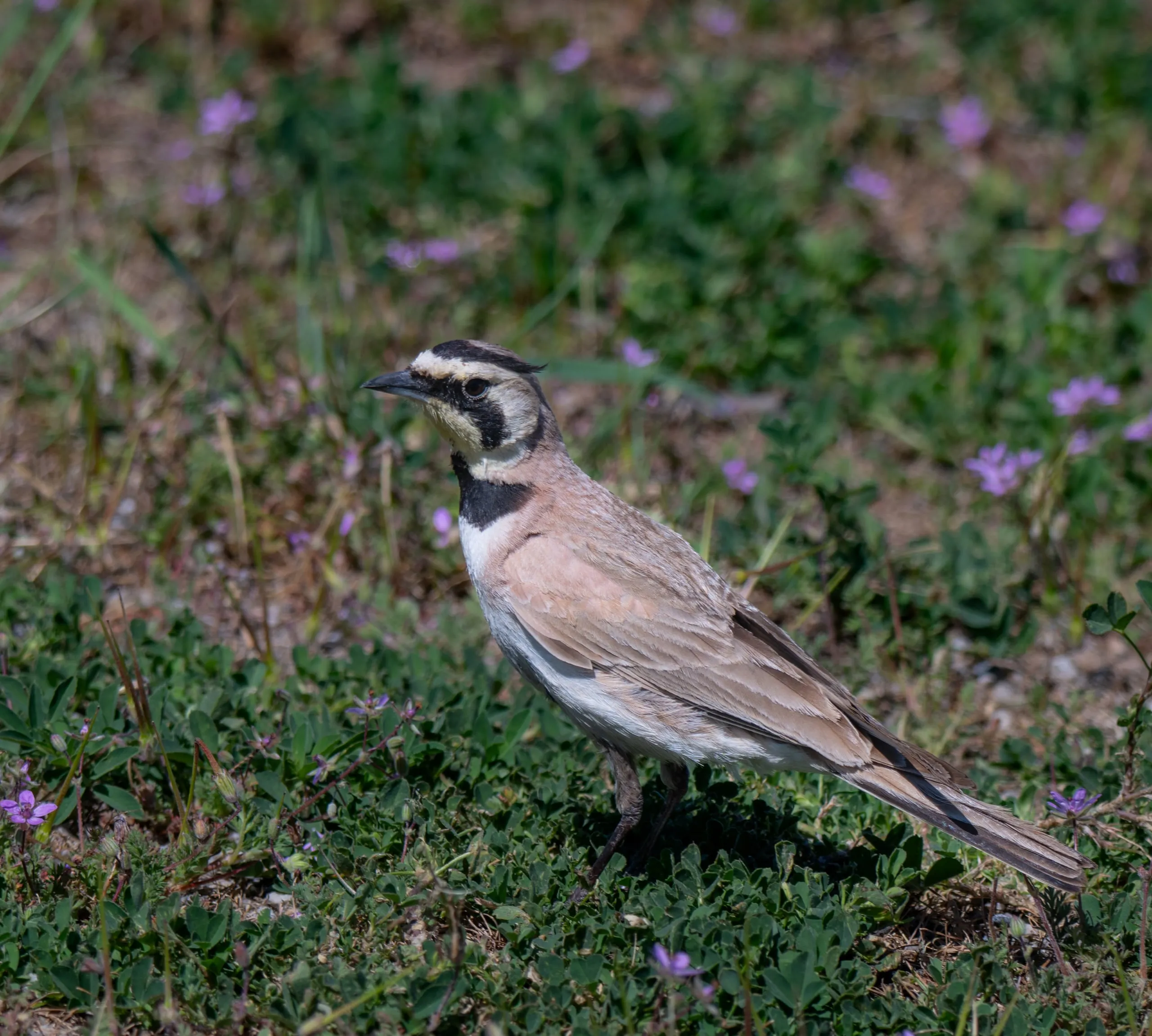 A horned lark with black facial markings standing in short grass scattered with tiny purple wildflowers