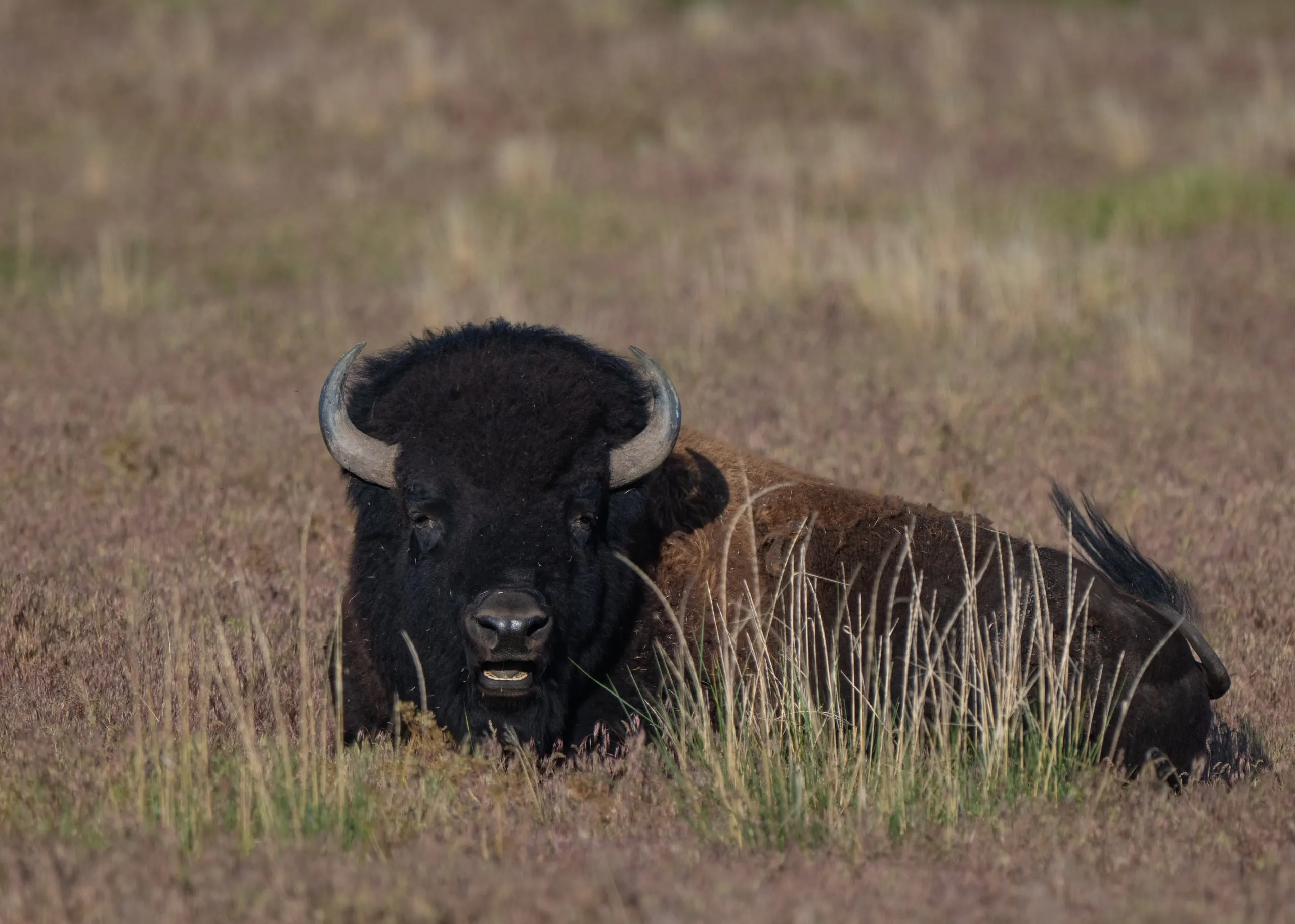 A bison lying in tall spring grass, facing the camera and chewing its cud