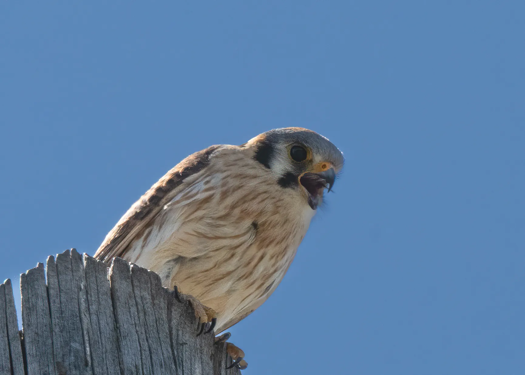 An American kestrel perched on a weathered wooden post, bill open mid-call, against a clear blue sky