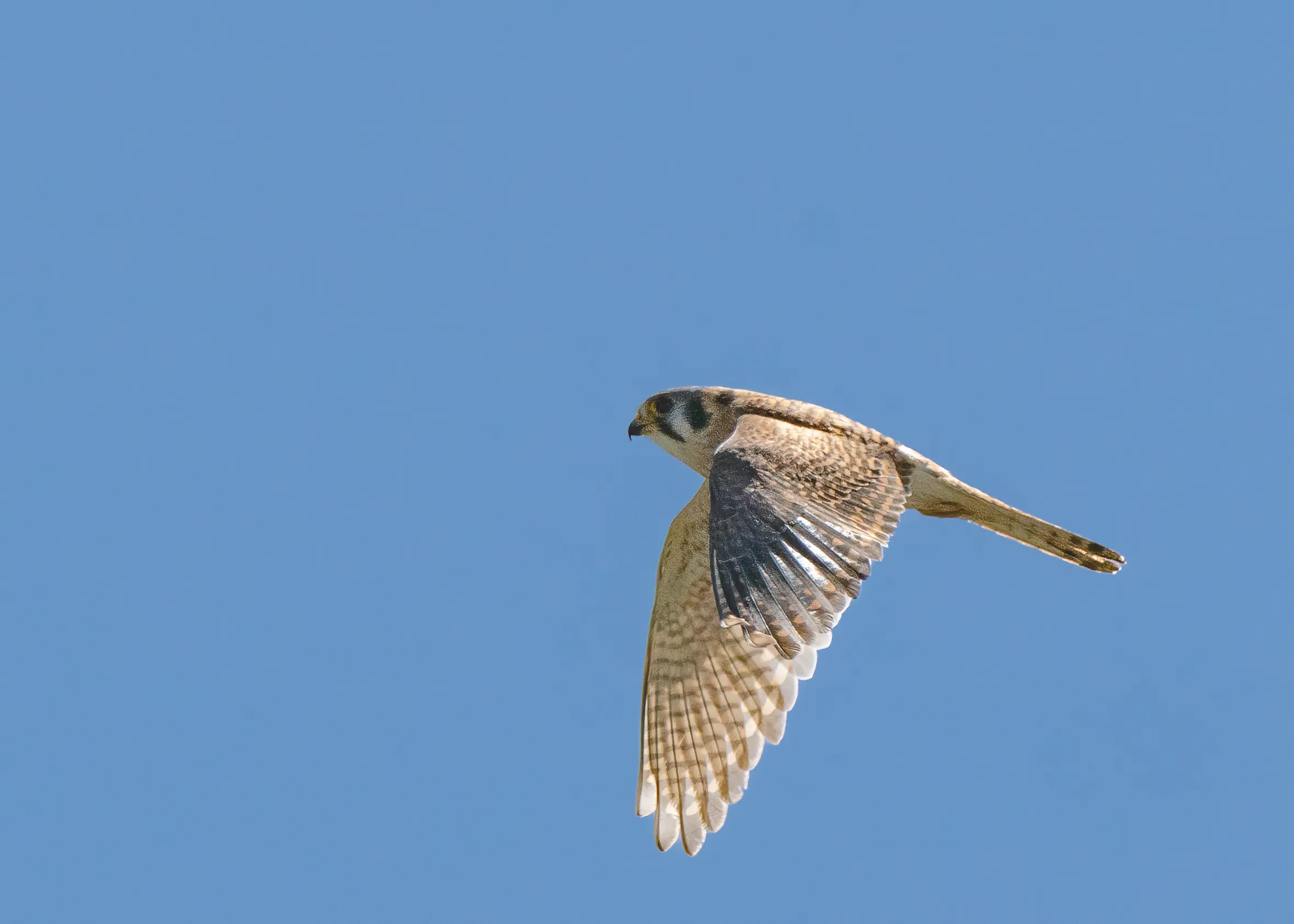 An American kestrel in flight against clear blue sky, wings fully extended and banded tail spread