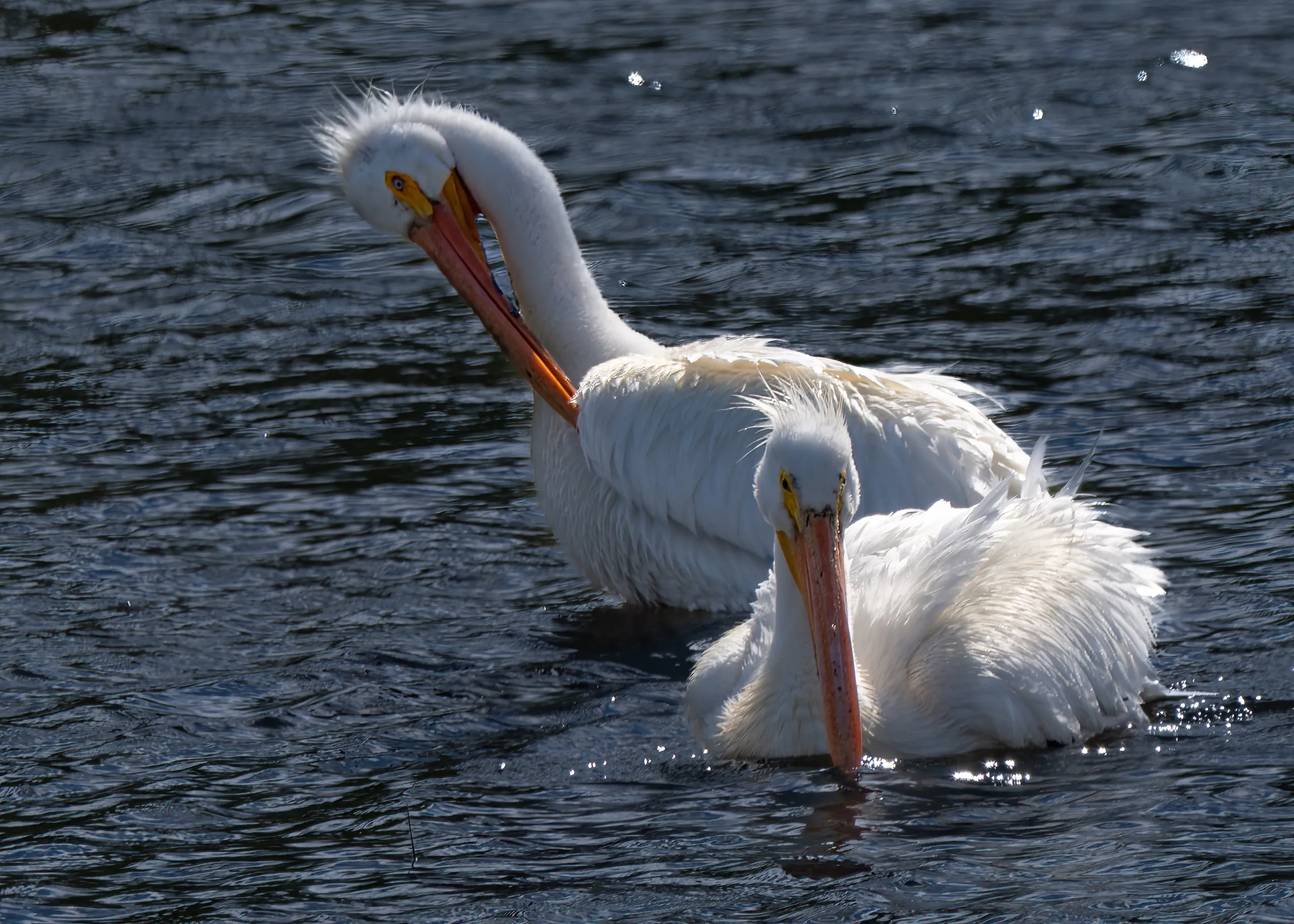 Two American white pelicans on the water, one with neck arched high and the other bent low, sunlight catching water droplets around them