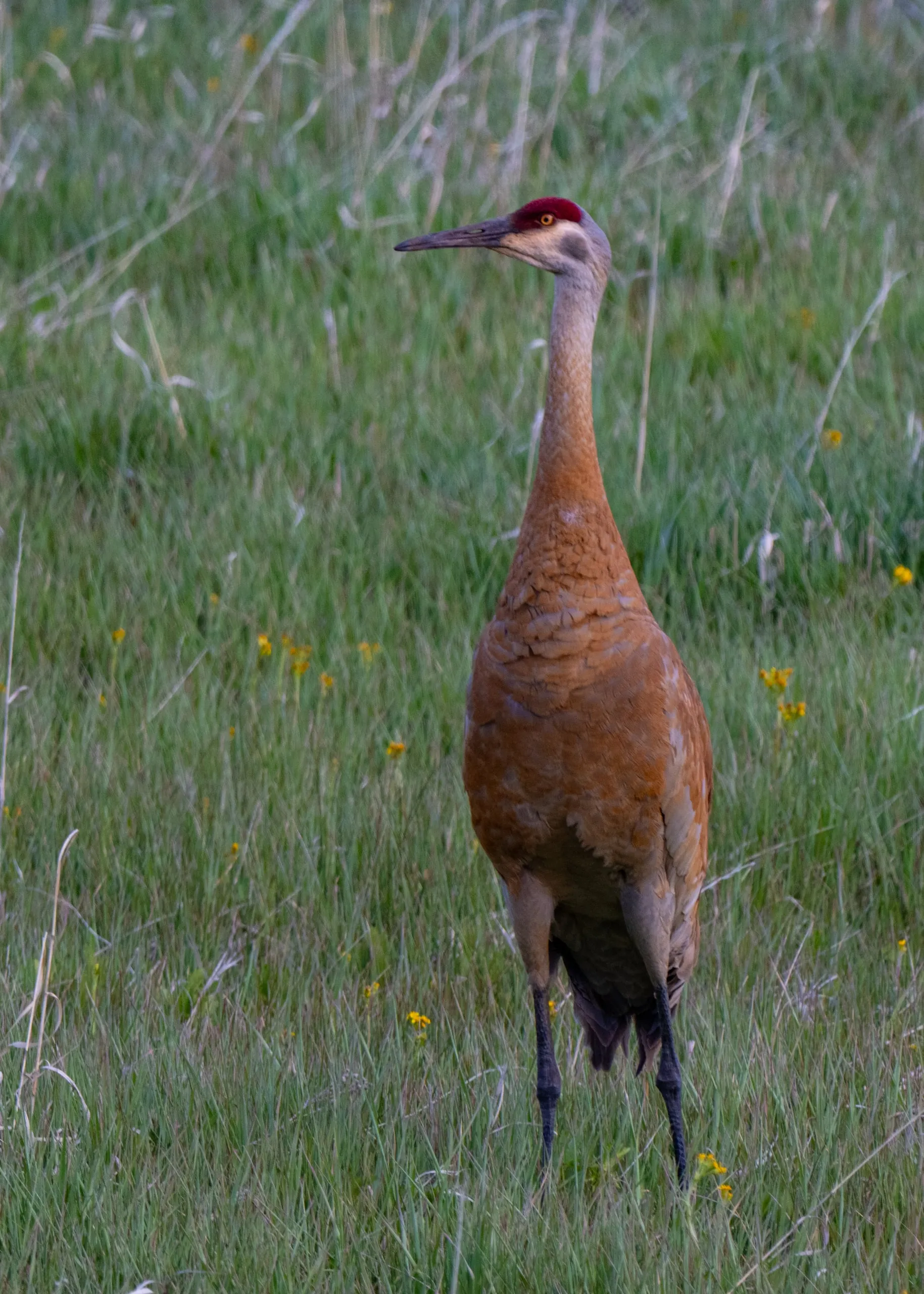 A sandhill crane standing tall in a green meadow, its red crown and long dark bill in profile