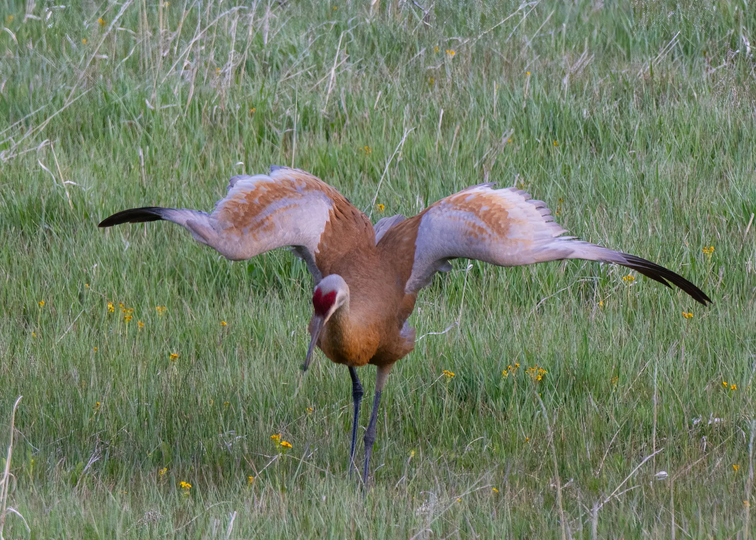 A sandhill crane in a meadow with wings fully spread overhead in a stretch, head lowered and bill pointed down