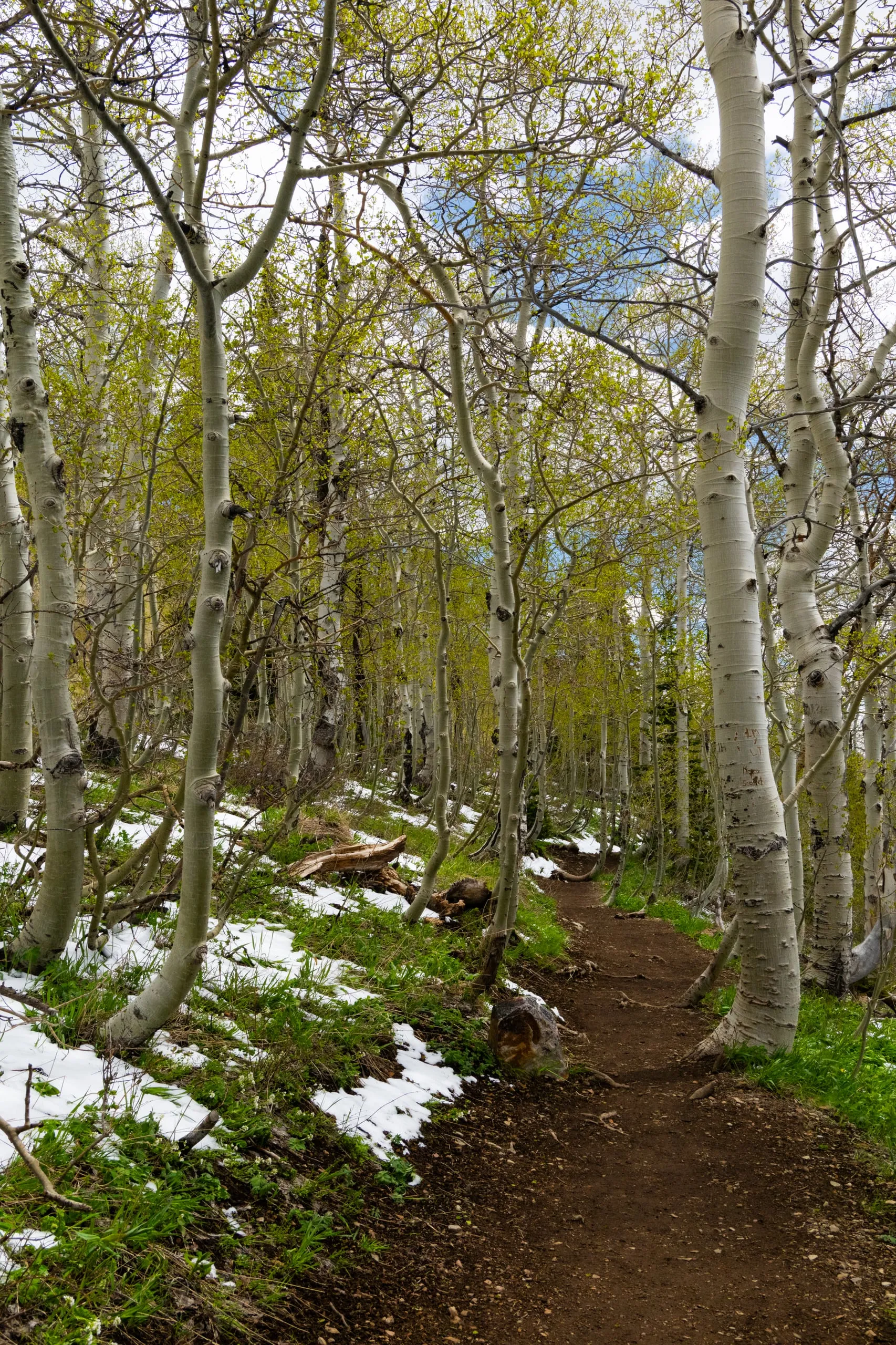 A dirt trail winding through a grove of white-barked aspens just leafing out, with patches of lingering snow on the ground