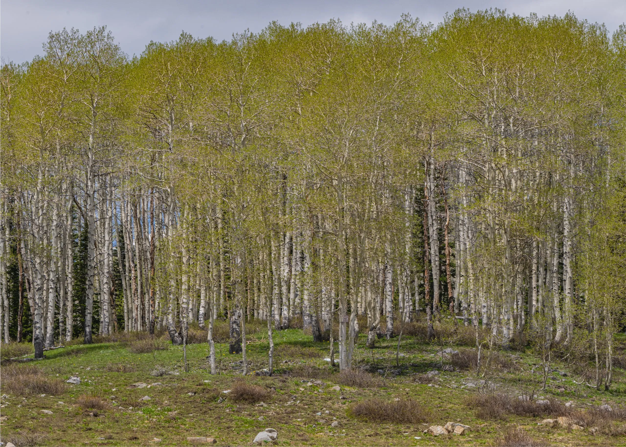 A grove of tall white-barked aspens just beginning to leaf out in pale spring green, opening onto a clearing