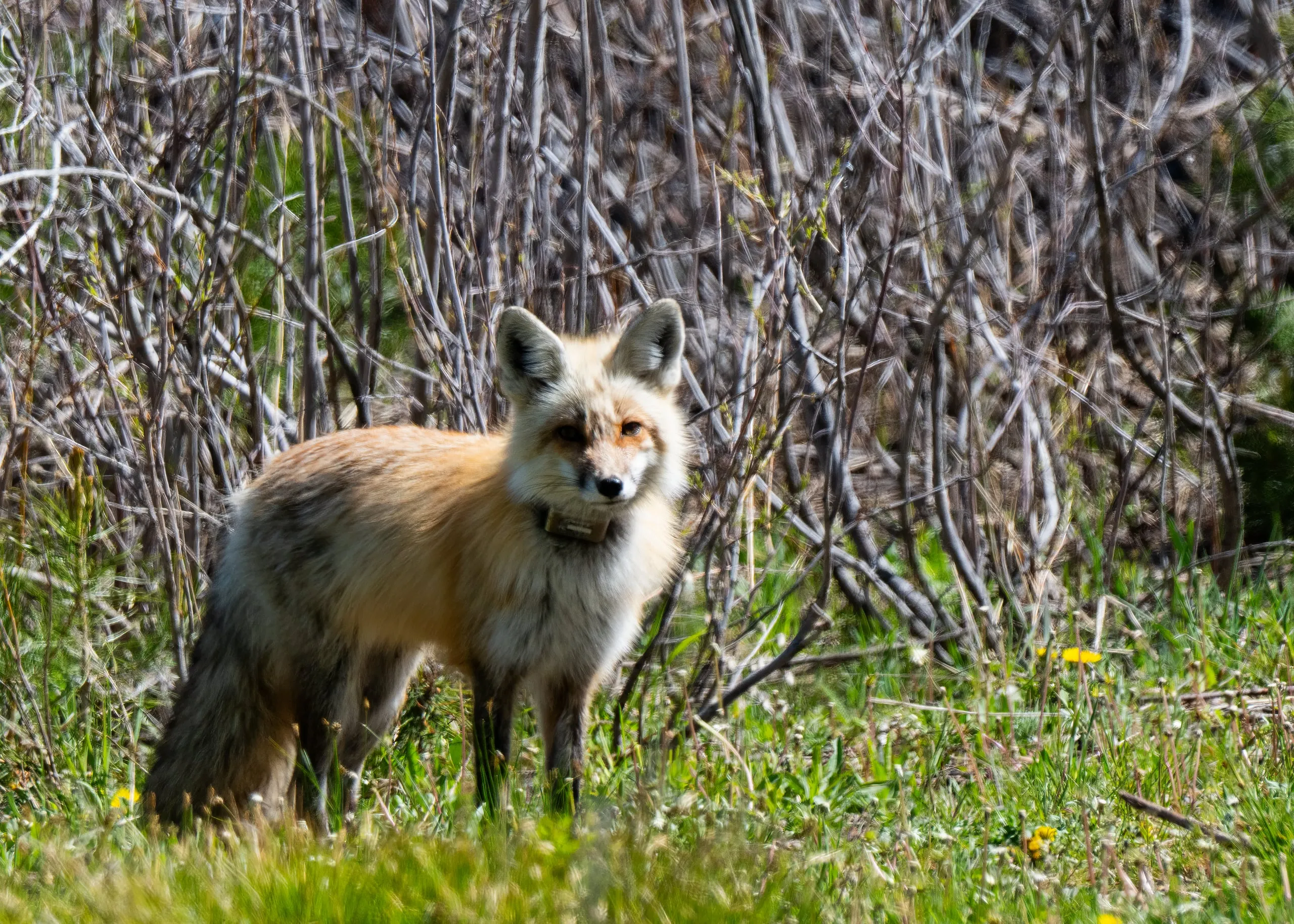 A red fox wearing a research radio collar, standing alert in dry brush and fresh spring grass
