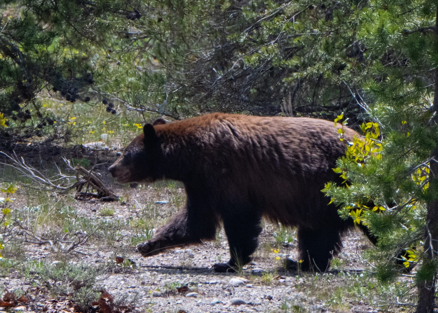 A dark-phase black bear walking through a lodgepole pine forest dappled with sunlight
